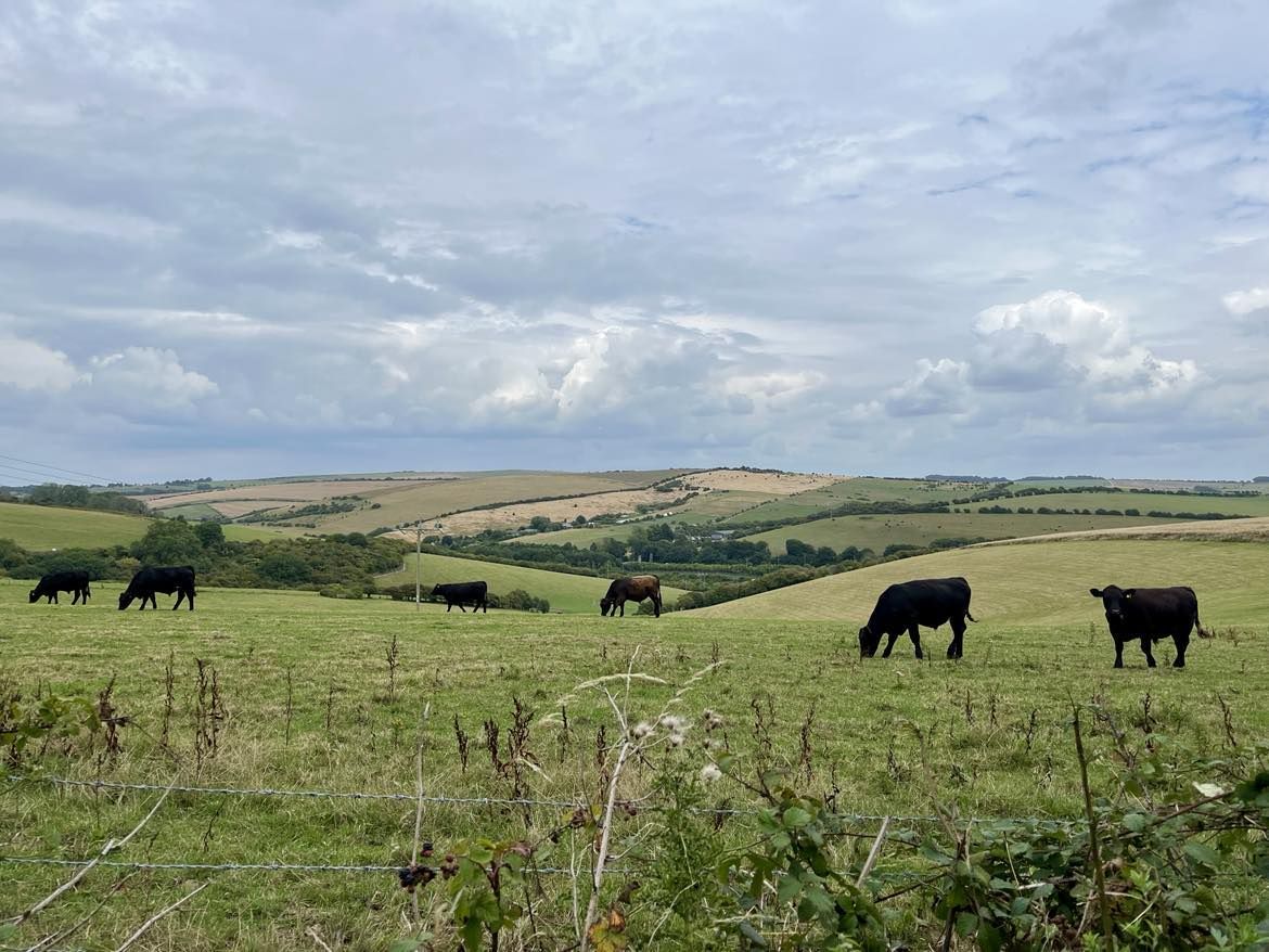 A field with grazing cows