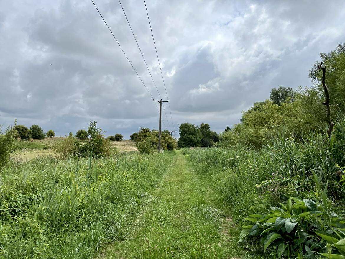 A path between woodland and meadow