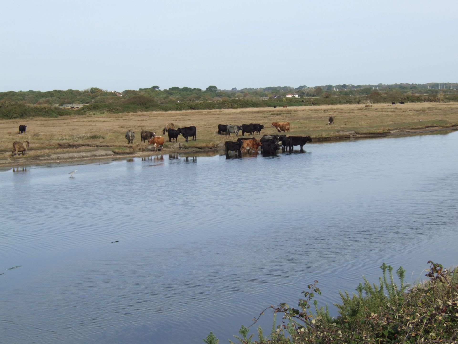 Cattle at Pennington Marshes