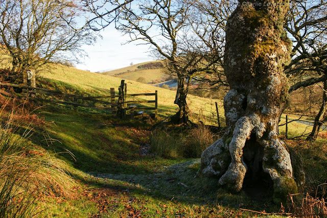 Darnford