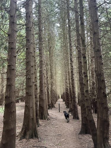 Coombe Wood