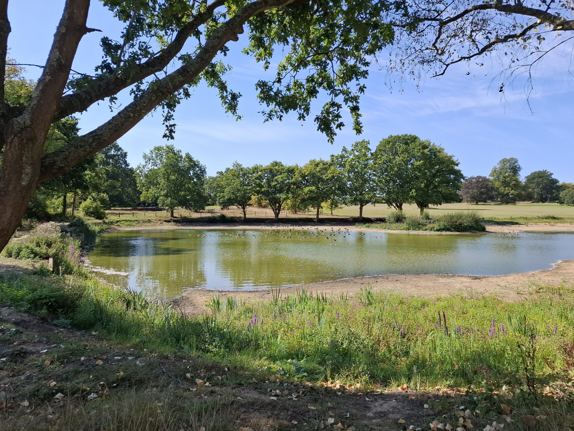 Loseley Park pond