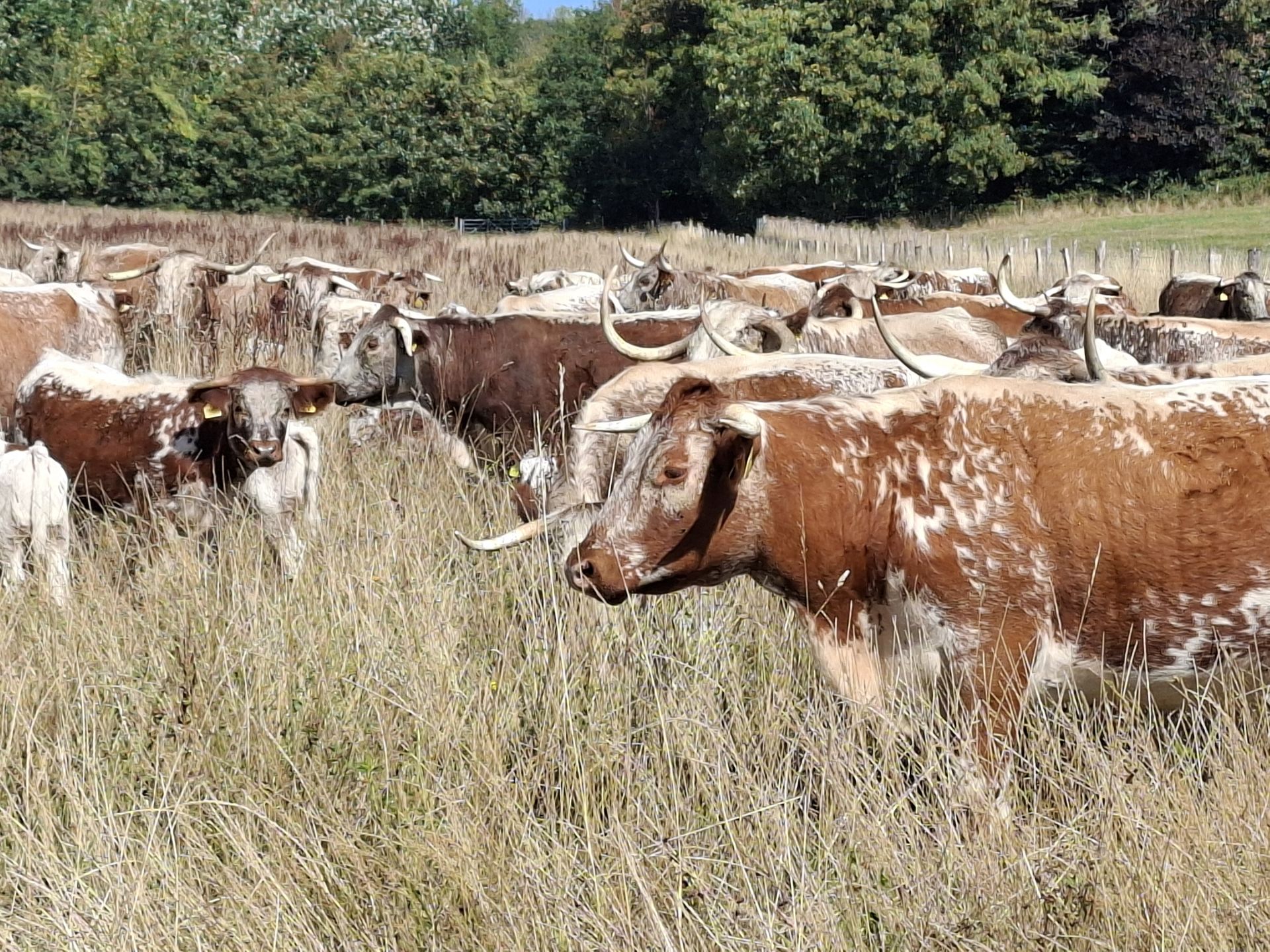 Cow photograph