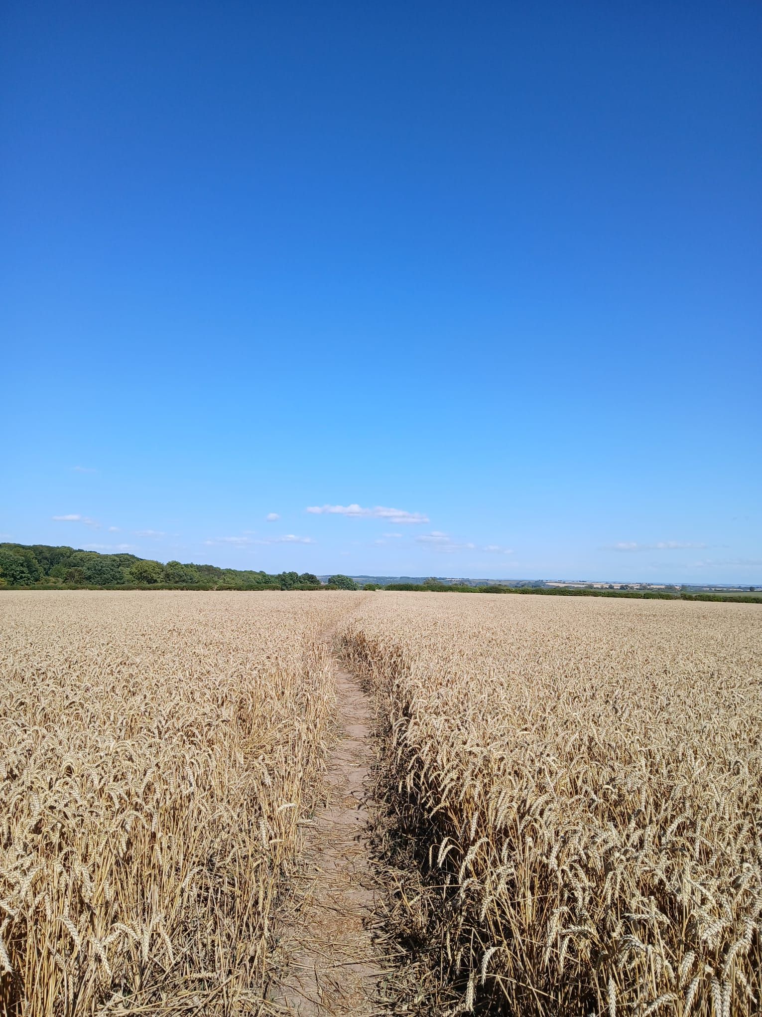 A field of barley