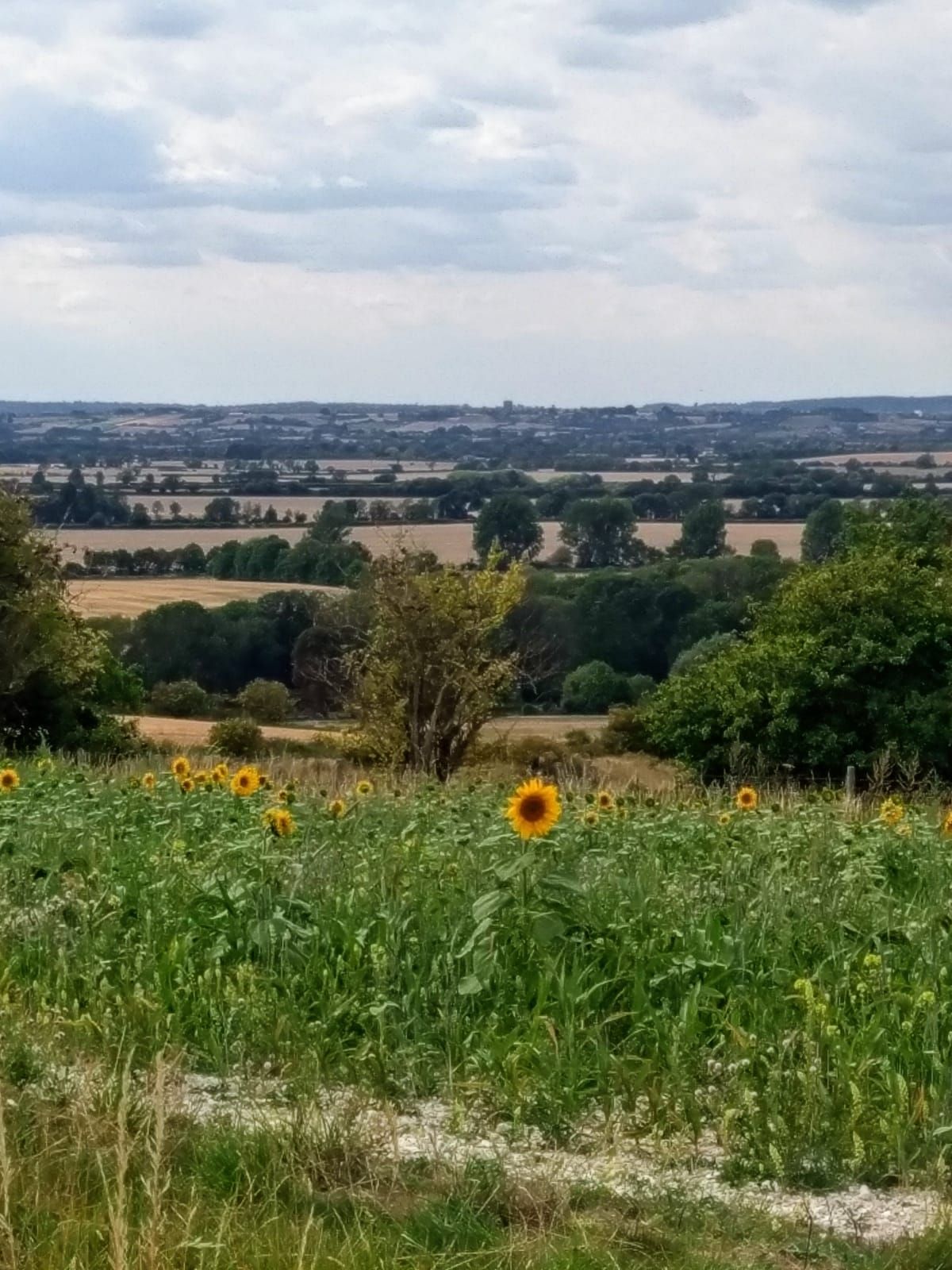 the view