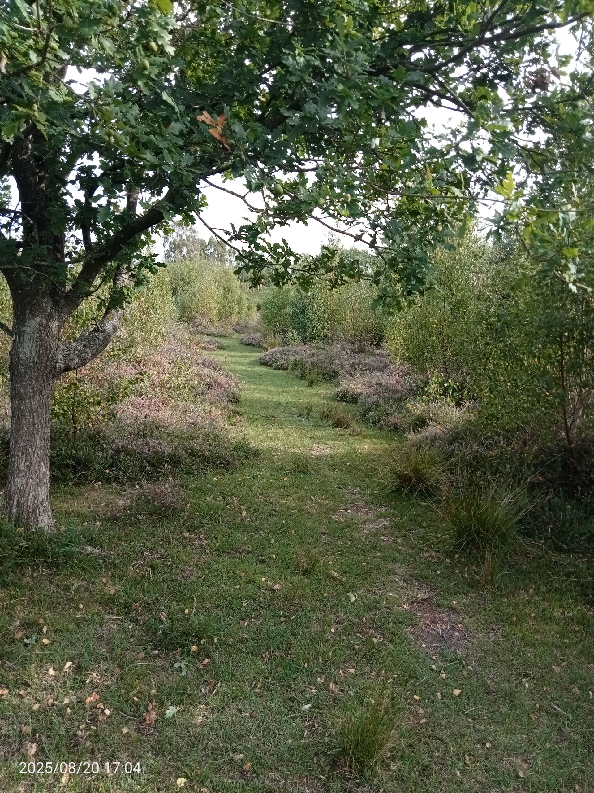 Romany Ridge Common 