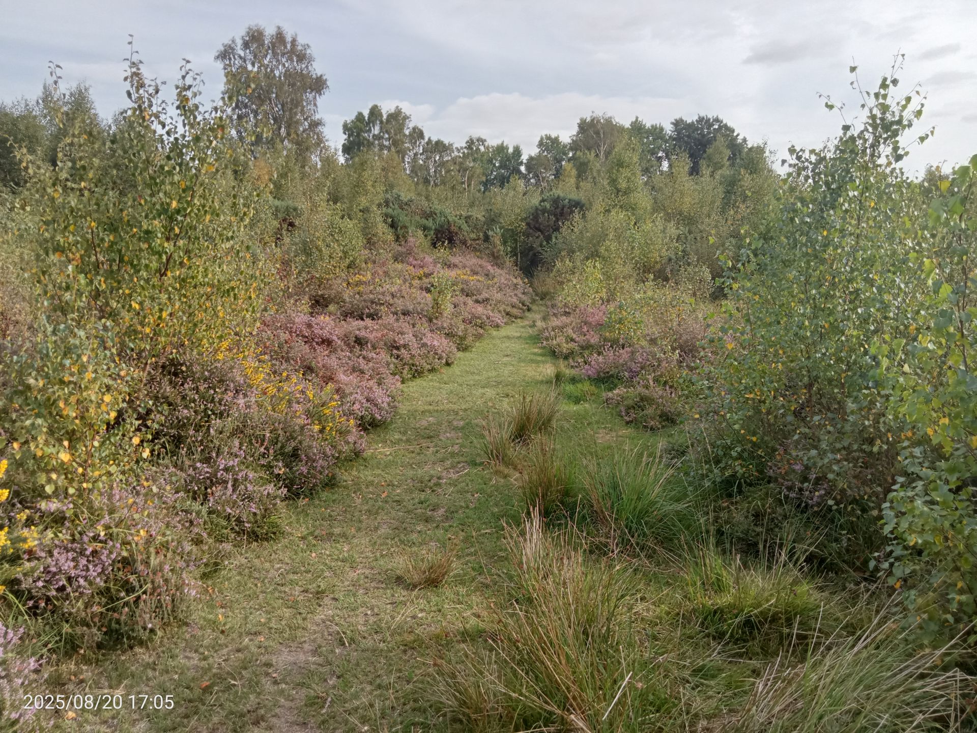 Heathland heather 