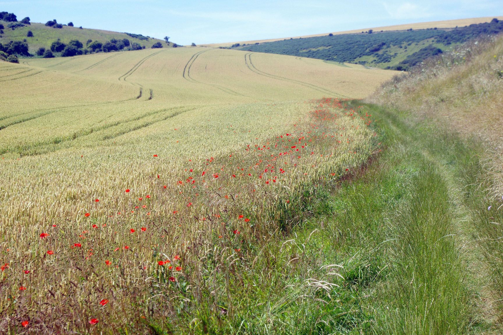 Poppy field