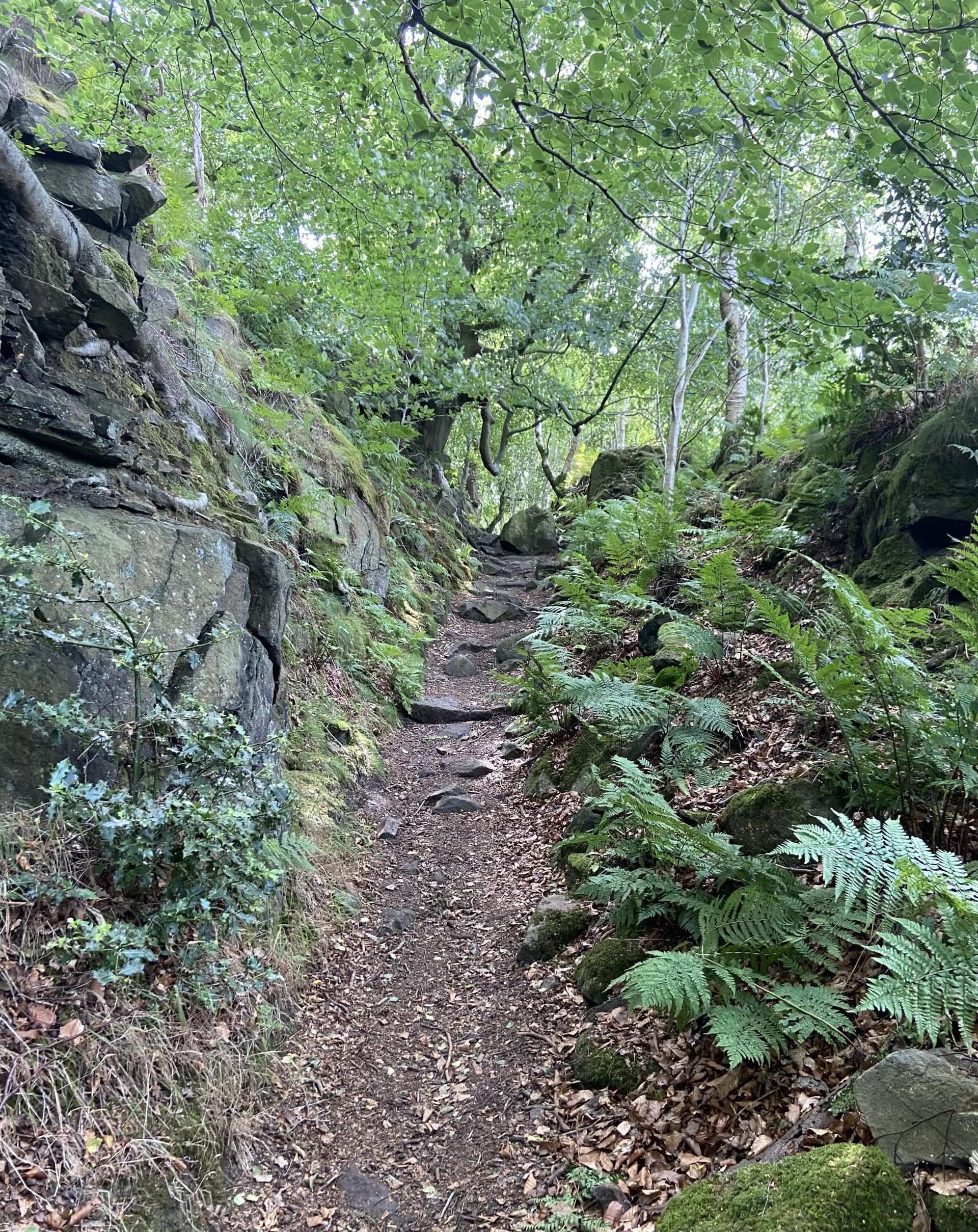 Path through woods