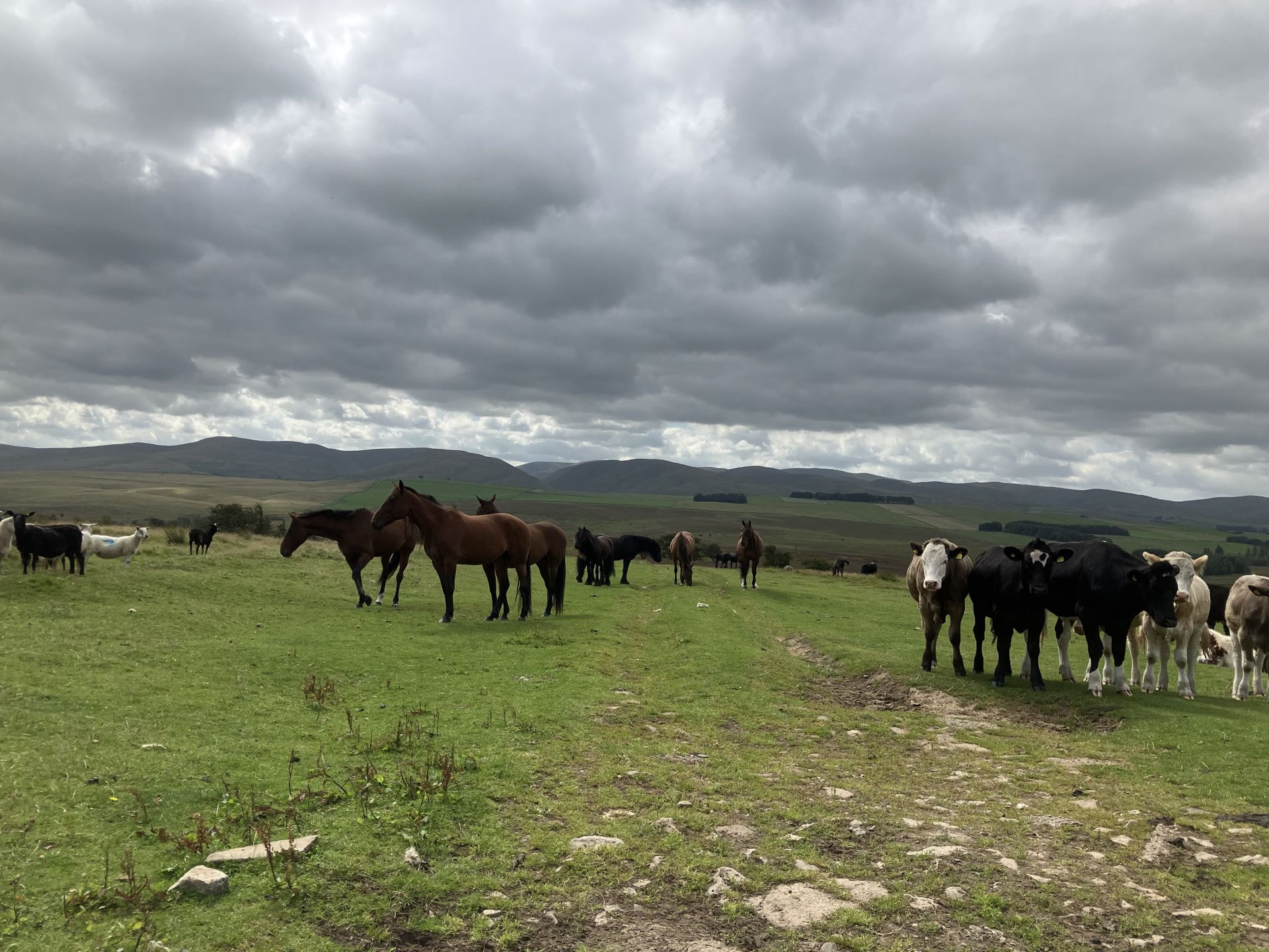 Roaming livestock