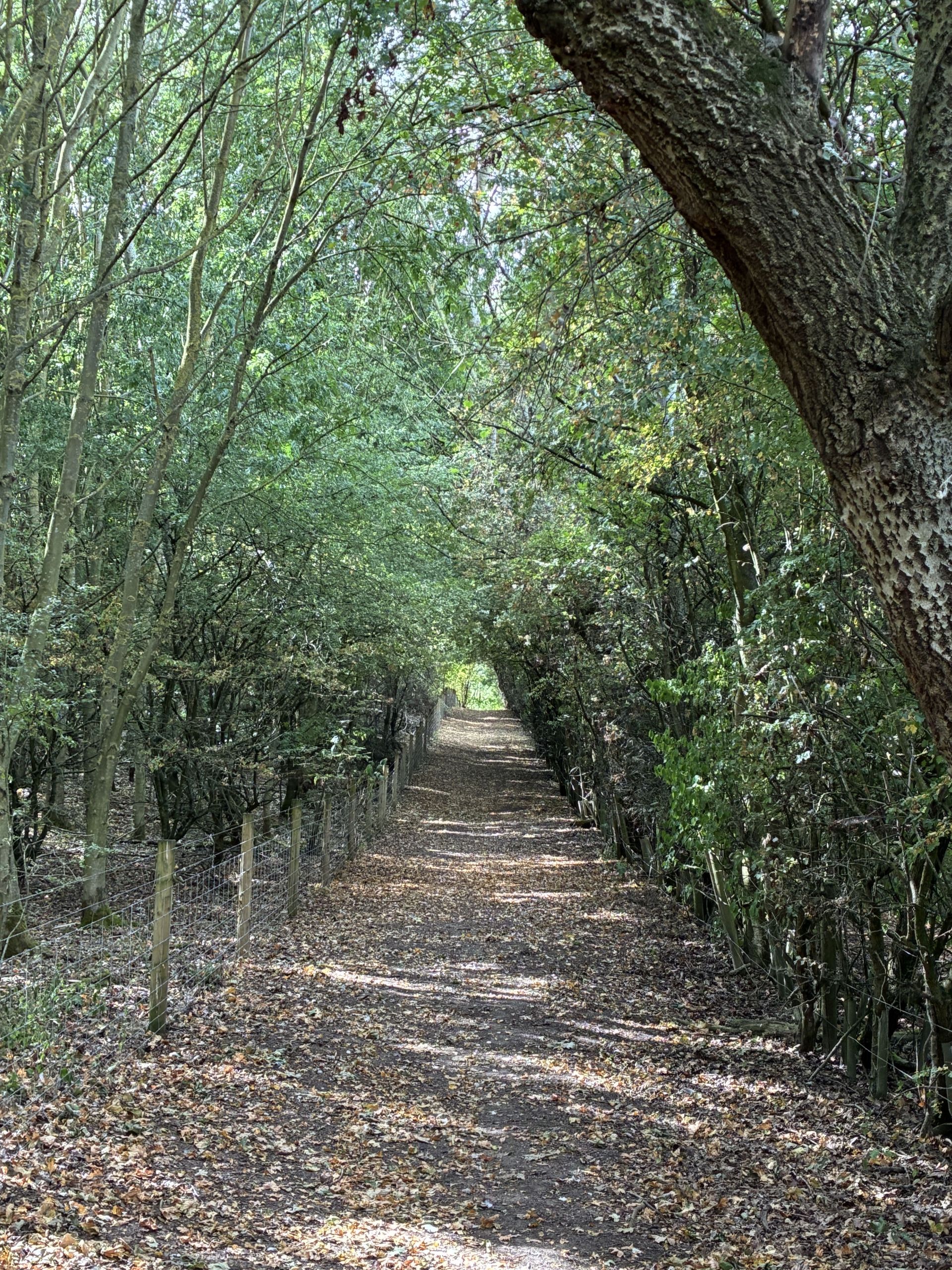 woods at Bellington Hill