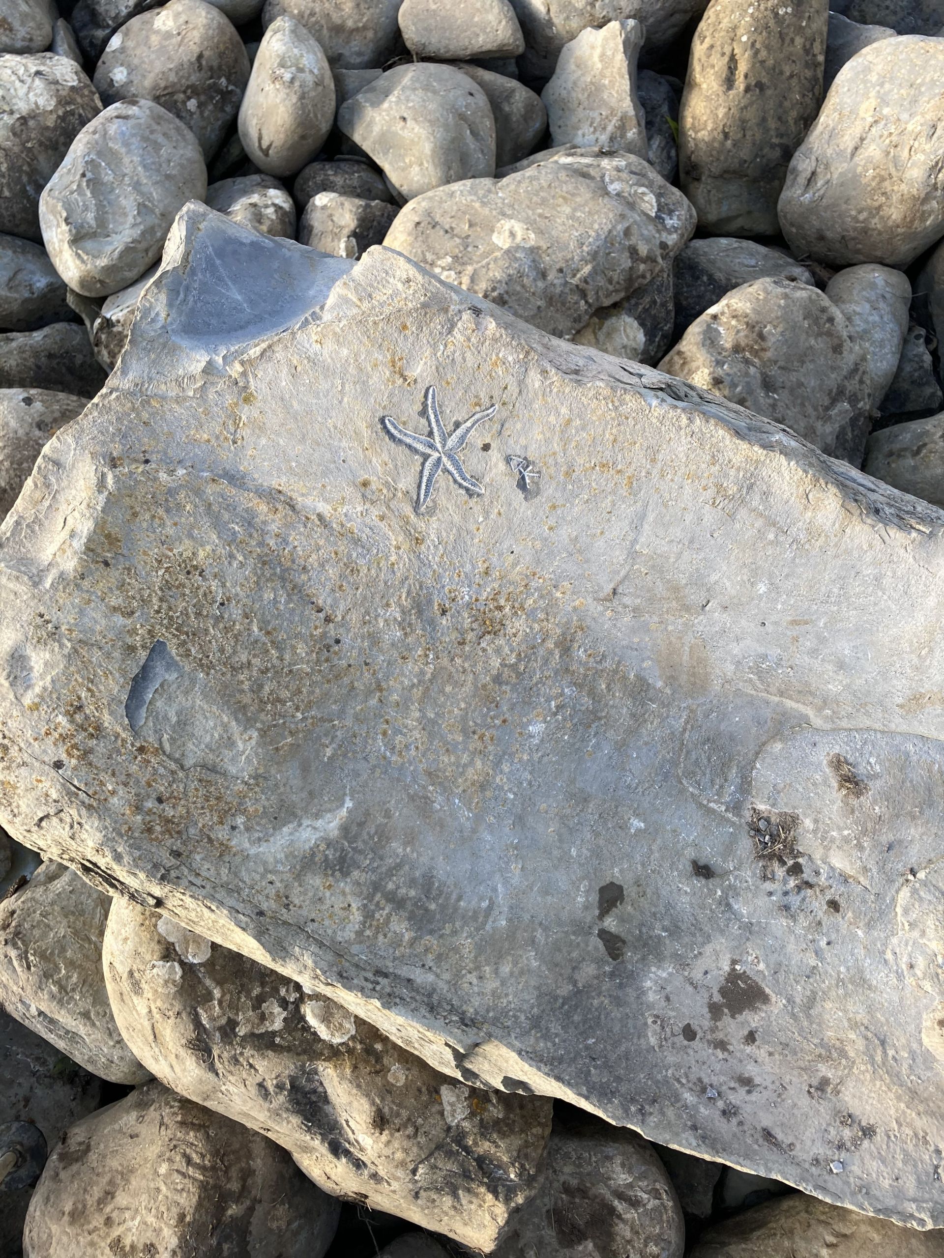 A fossil ?