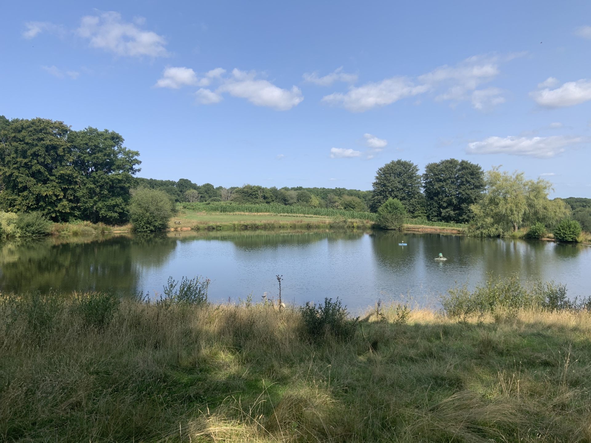 Pond at Blackwool Farm