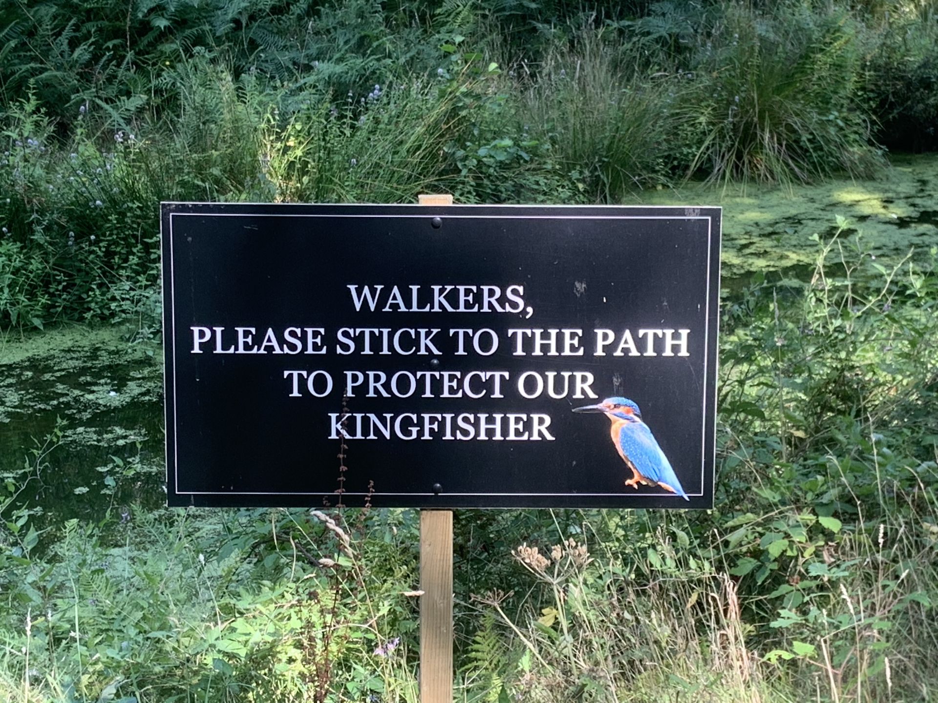 Kingfisher notice