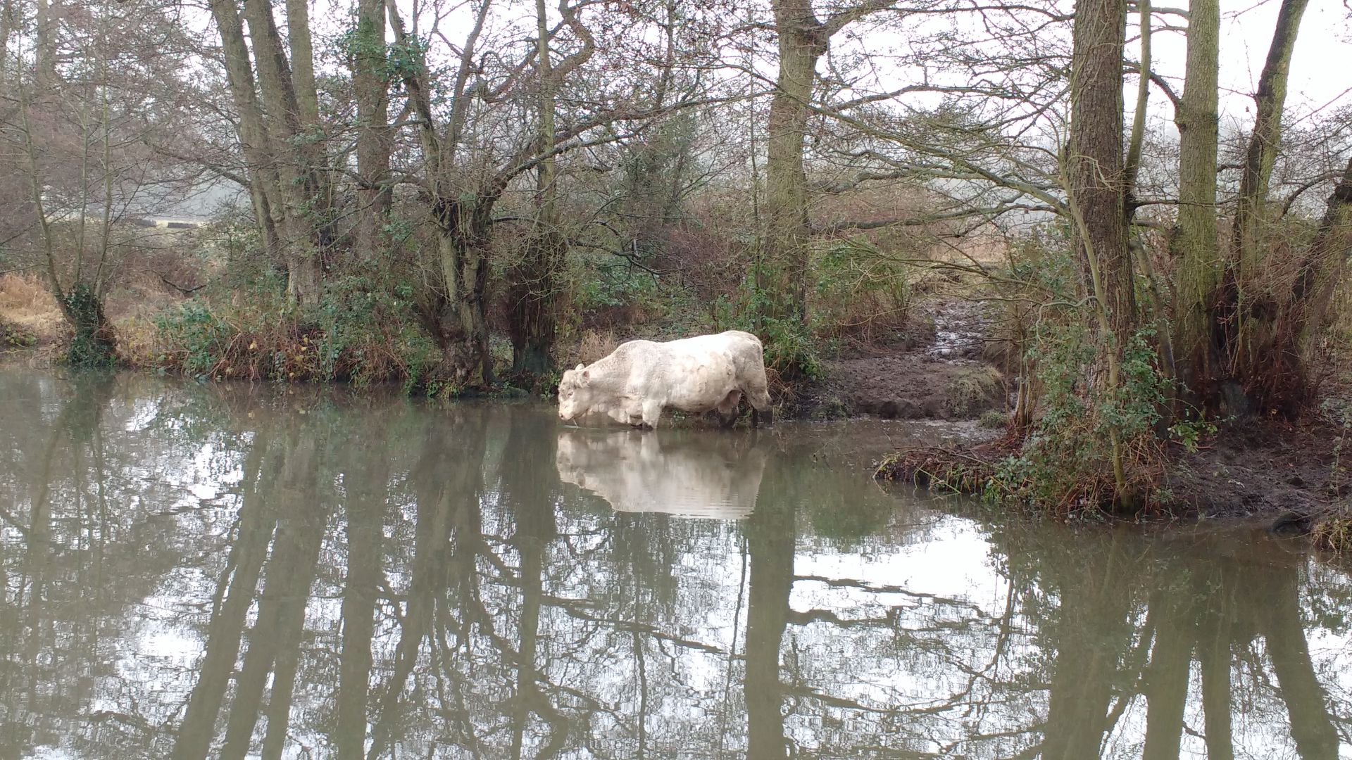Bull drinking from the river