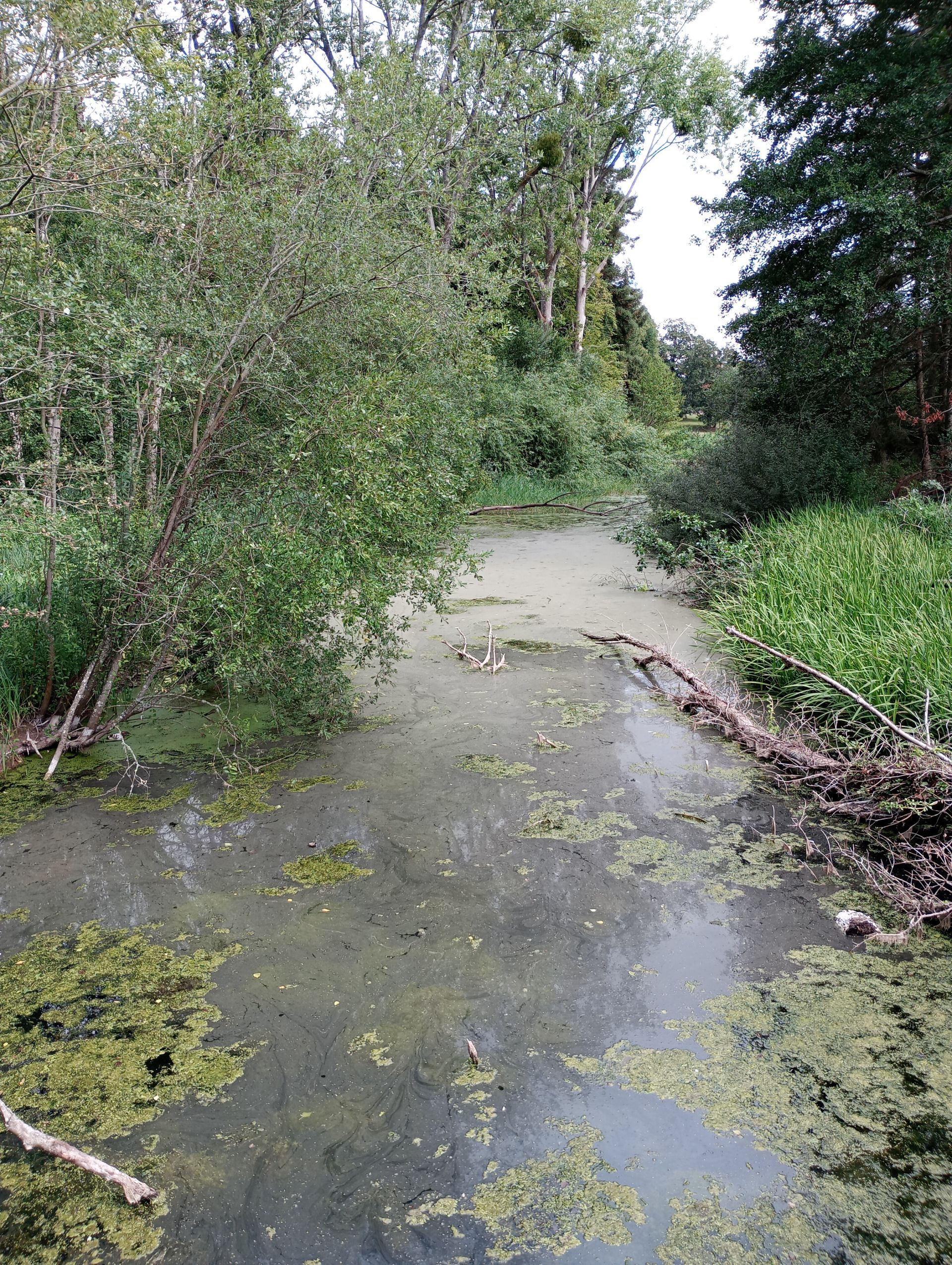 Choked lake at Llanarth Court