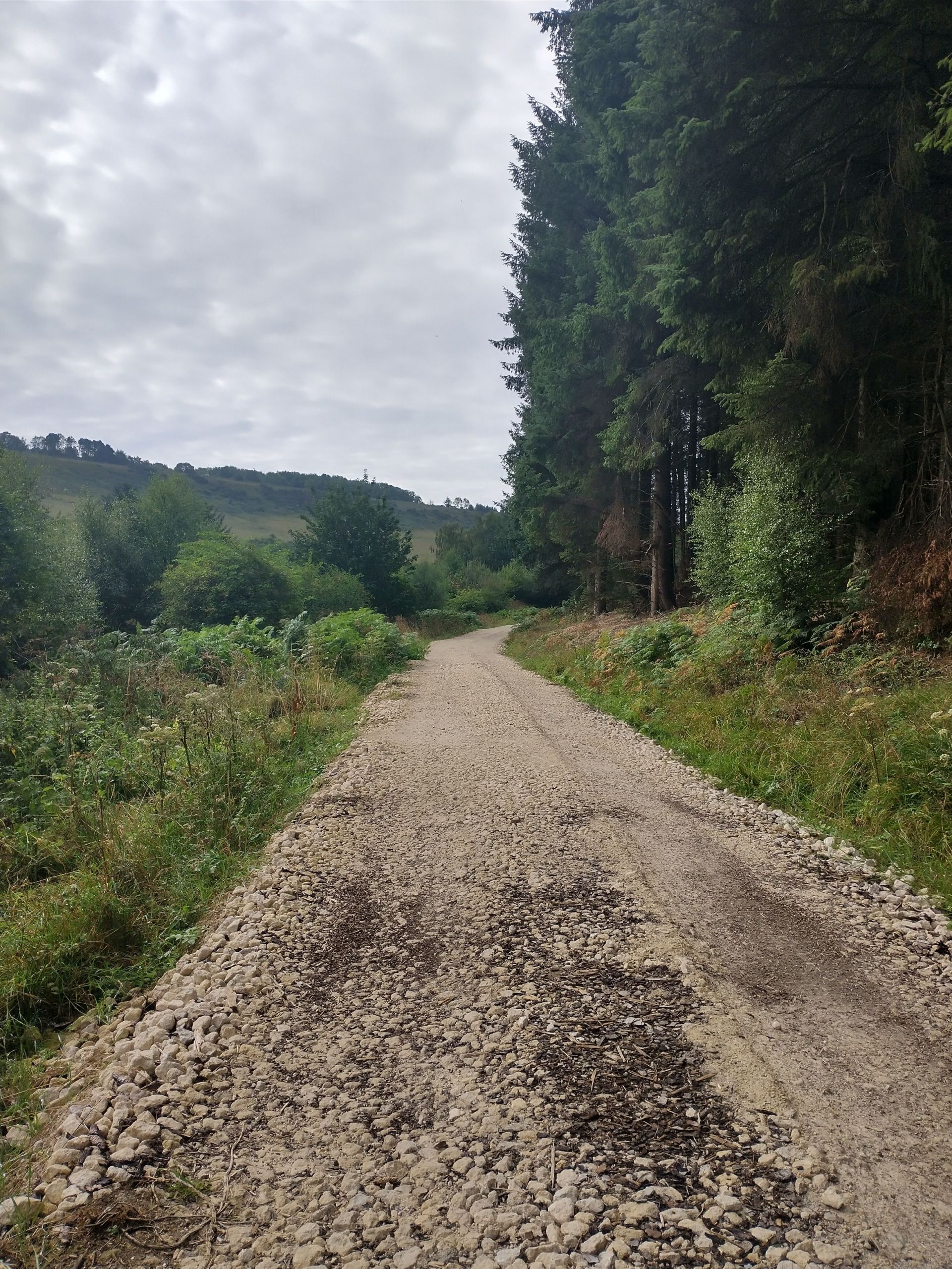 Forest track north, Dalby