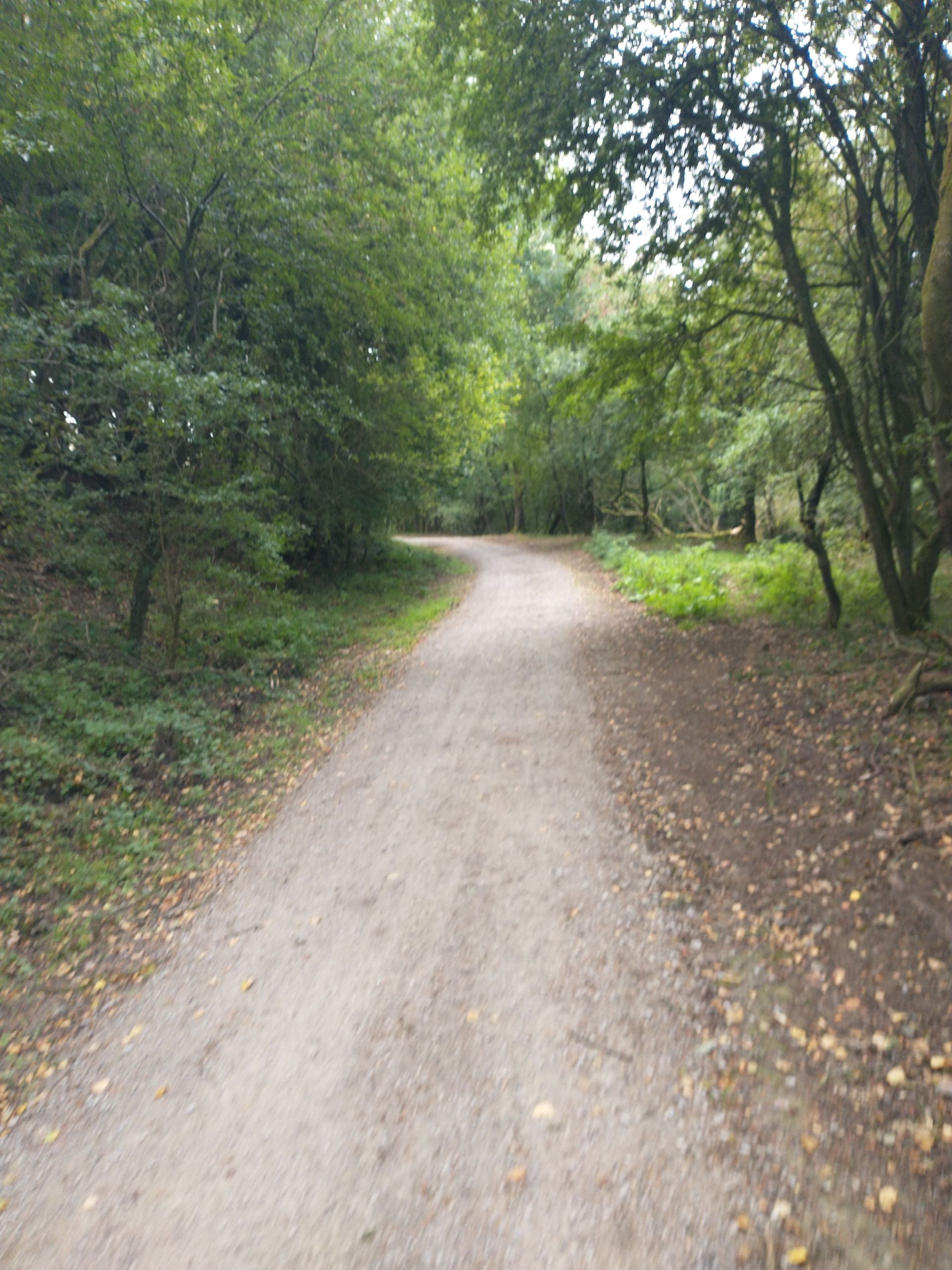 Forest track south, Dalby
