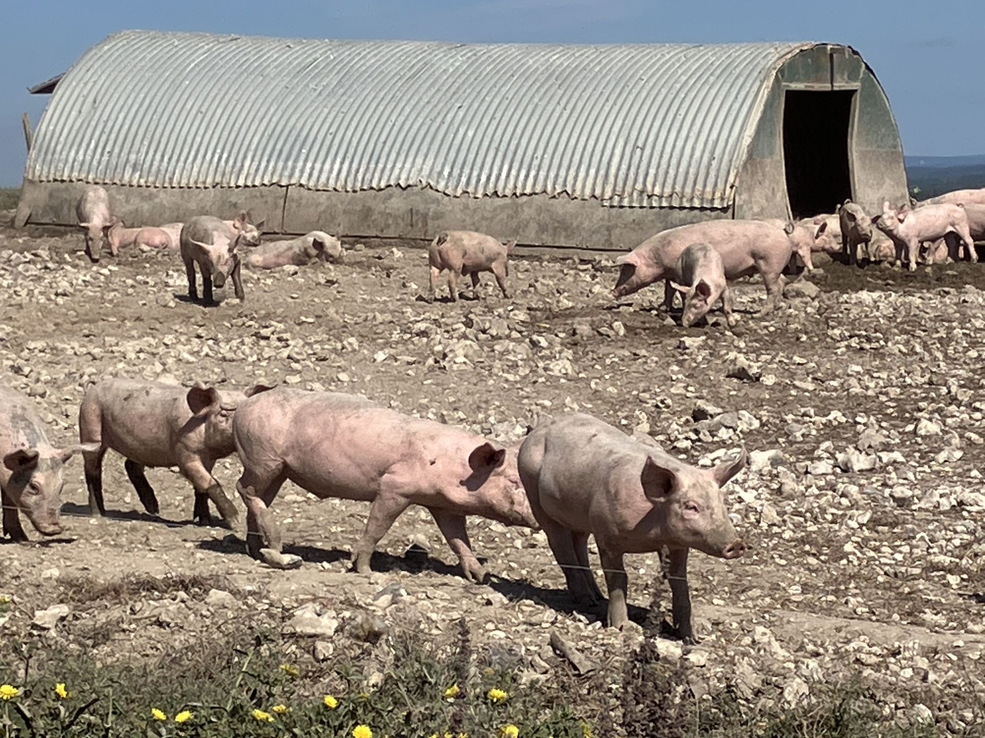 Piggery