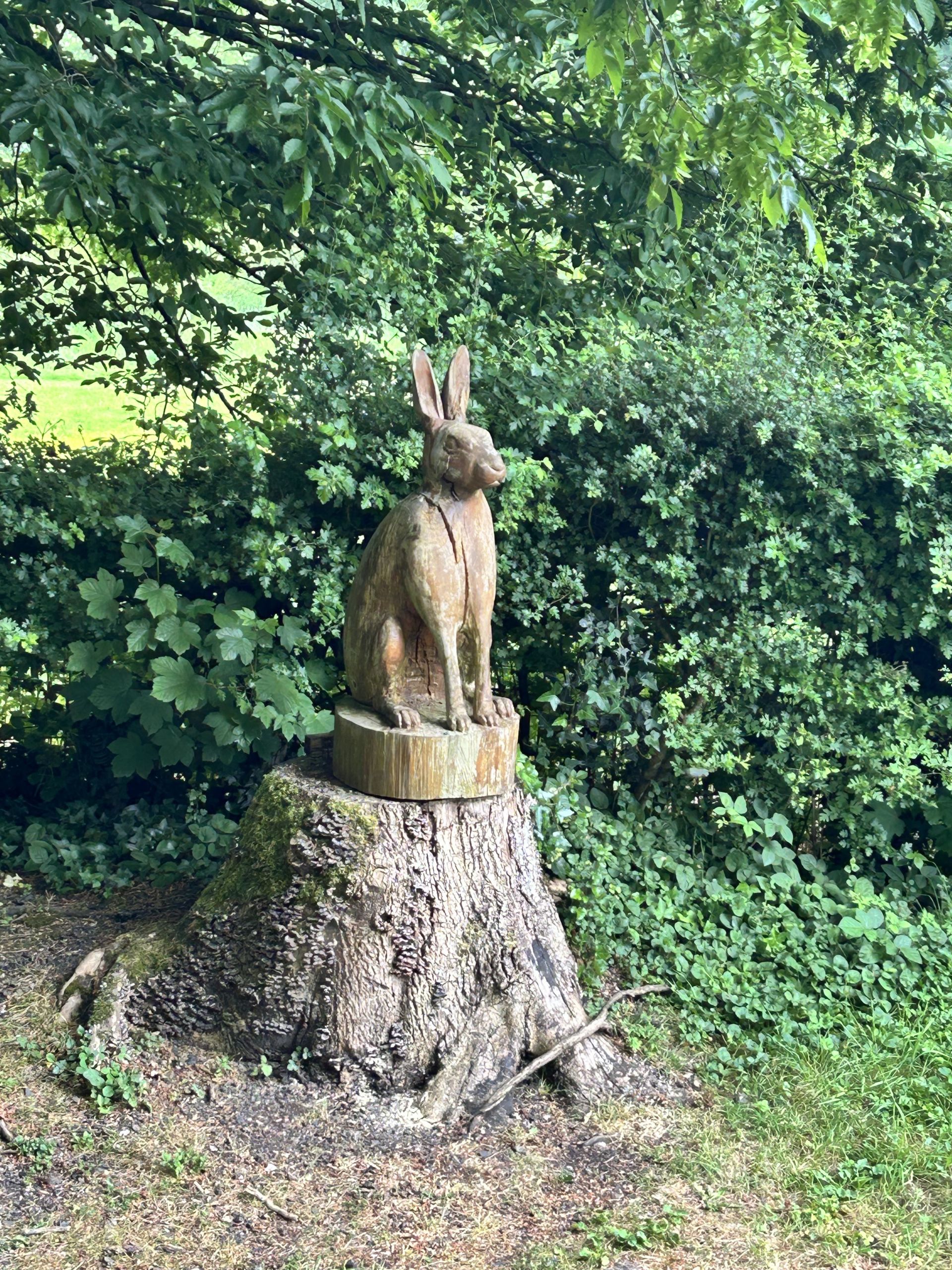 Hare
