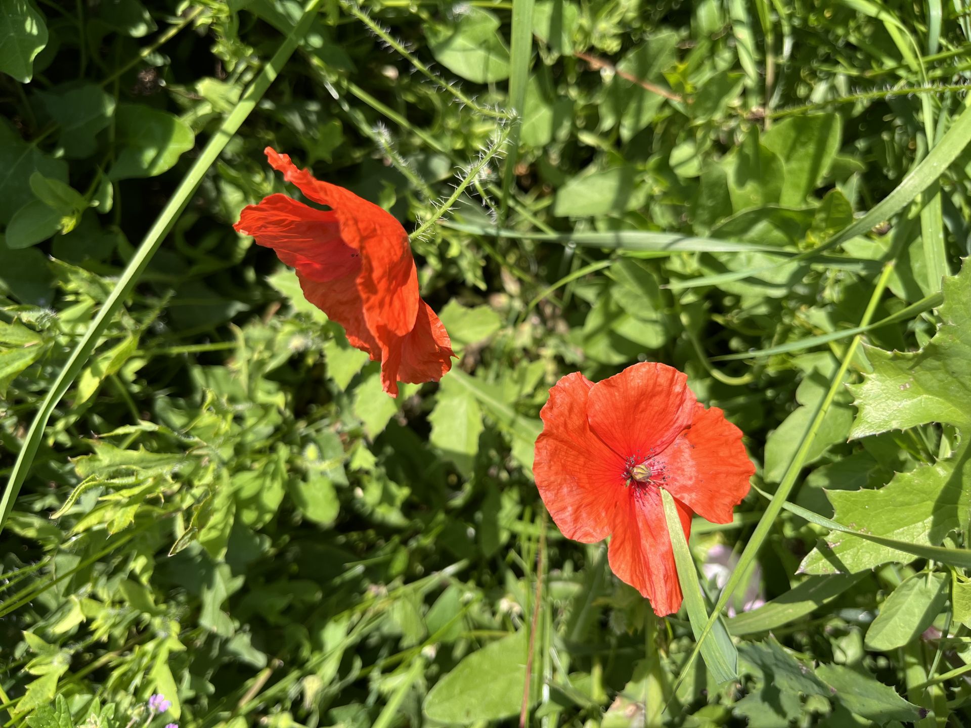 Essex Poppies