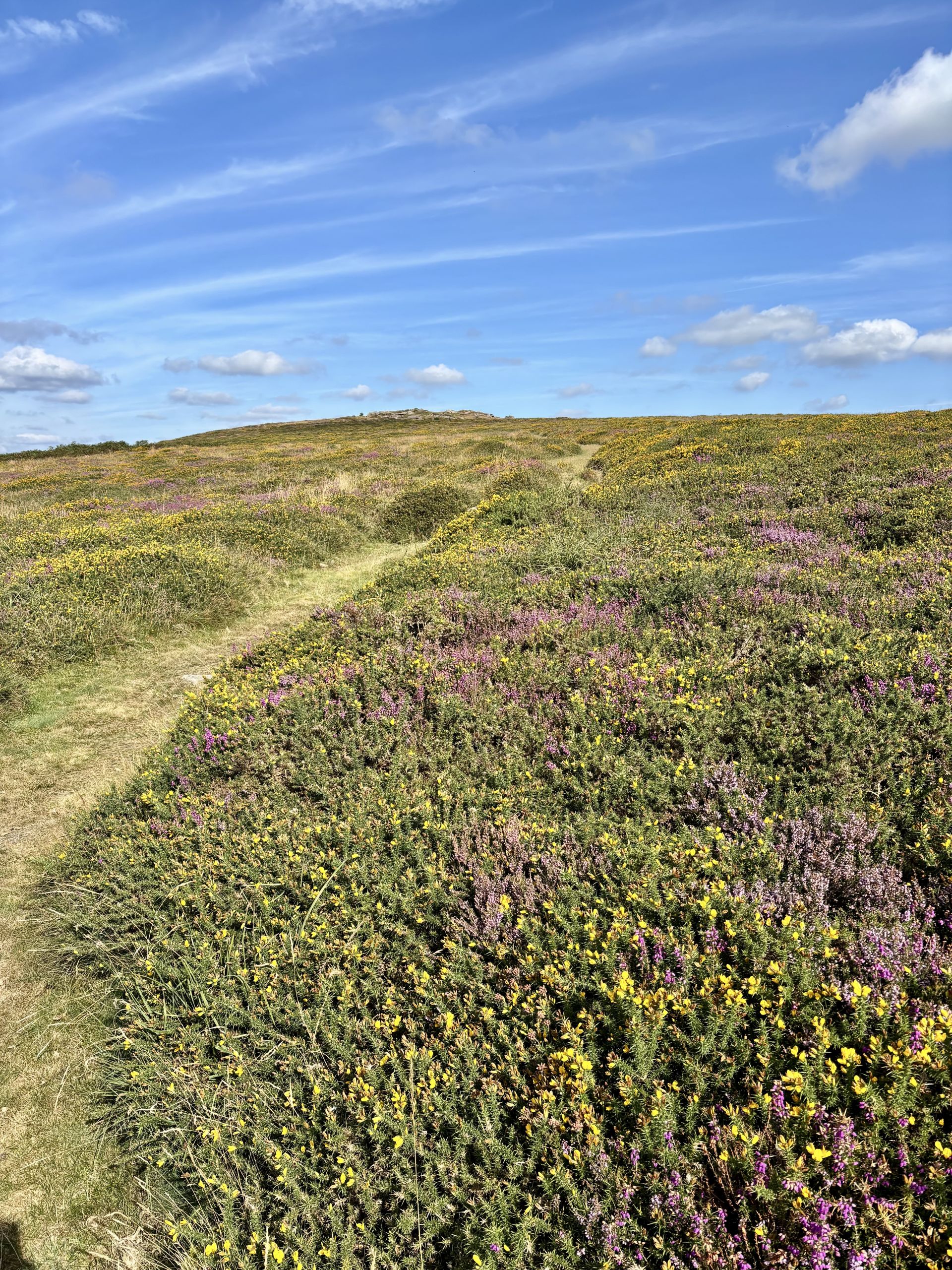 Purple heather and yellow gorse alongside path up Yar Tor