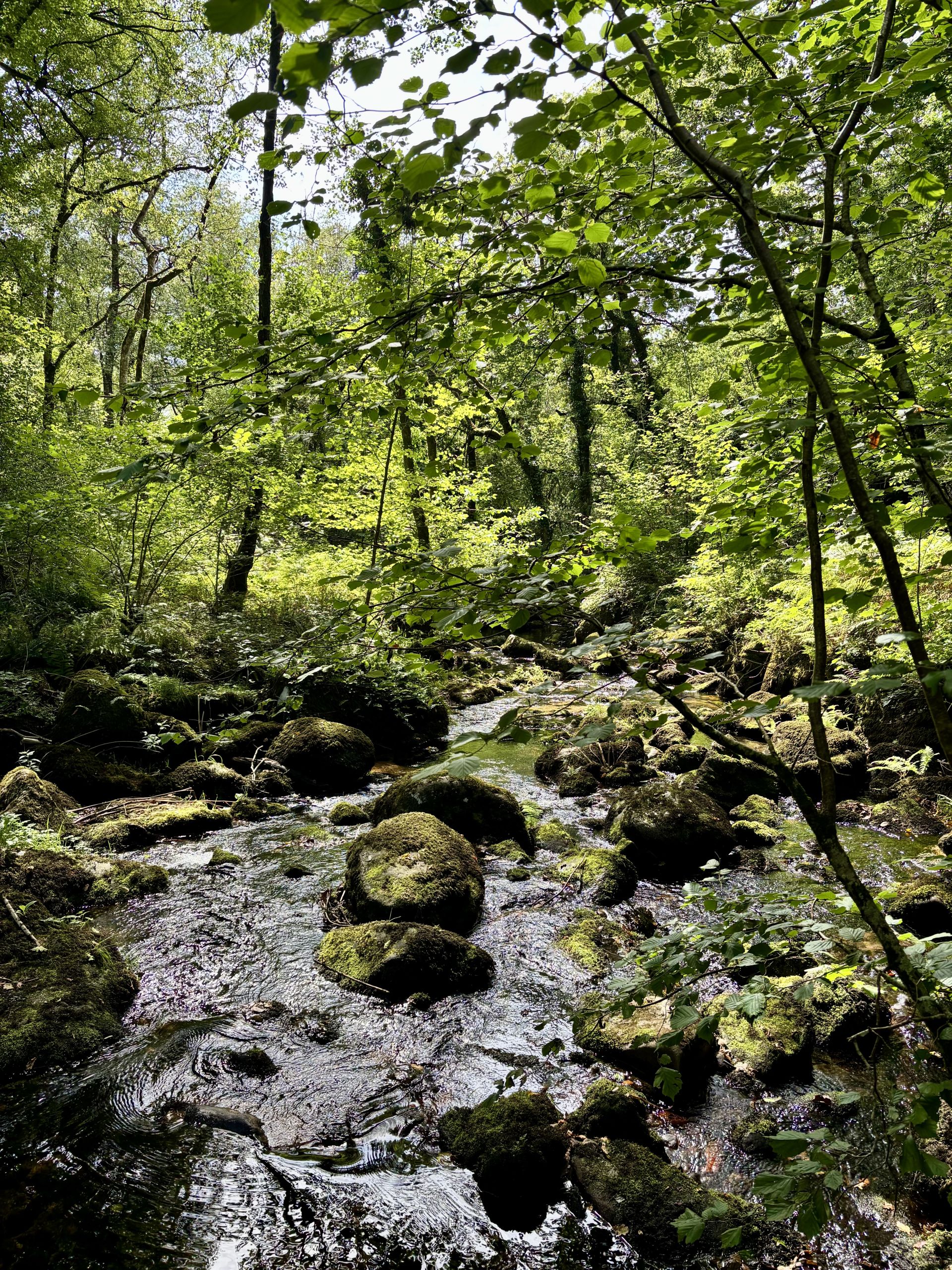 Alongside the West Webburn River