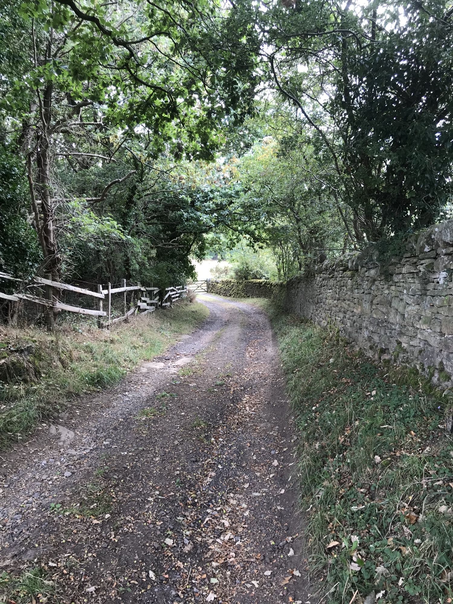 view of woods
