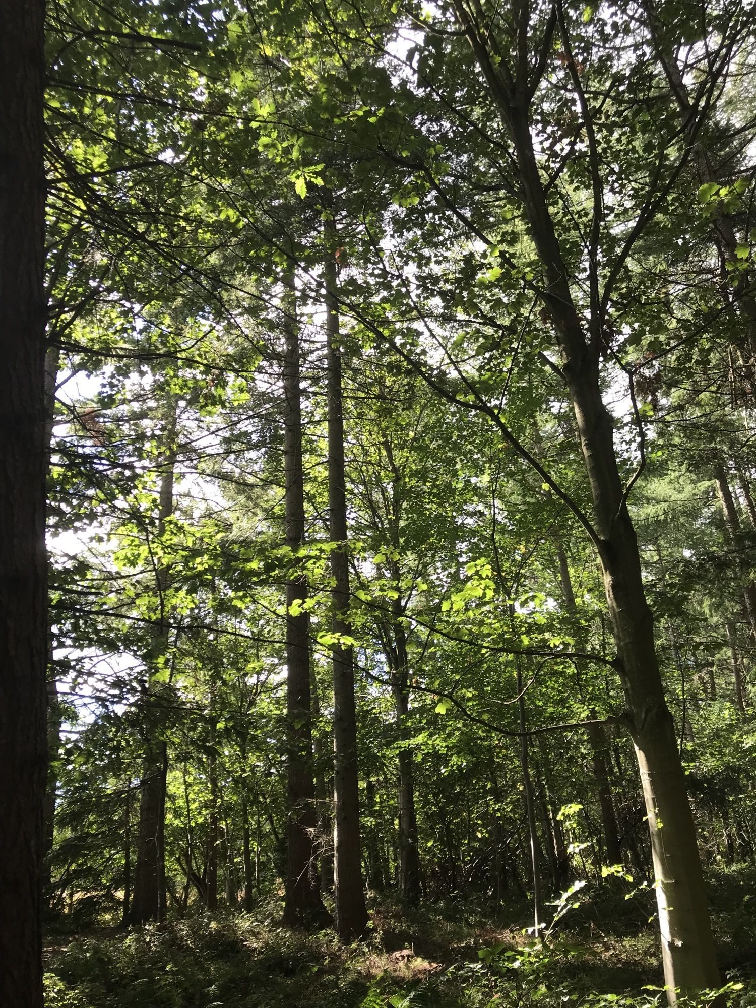 view of woods