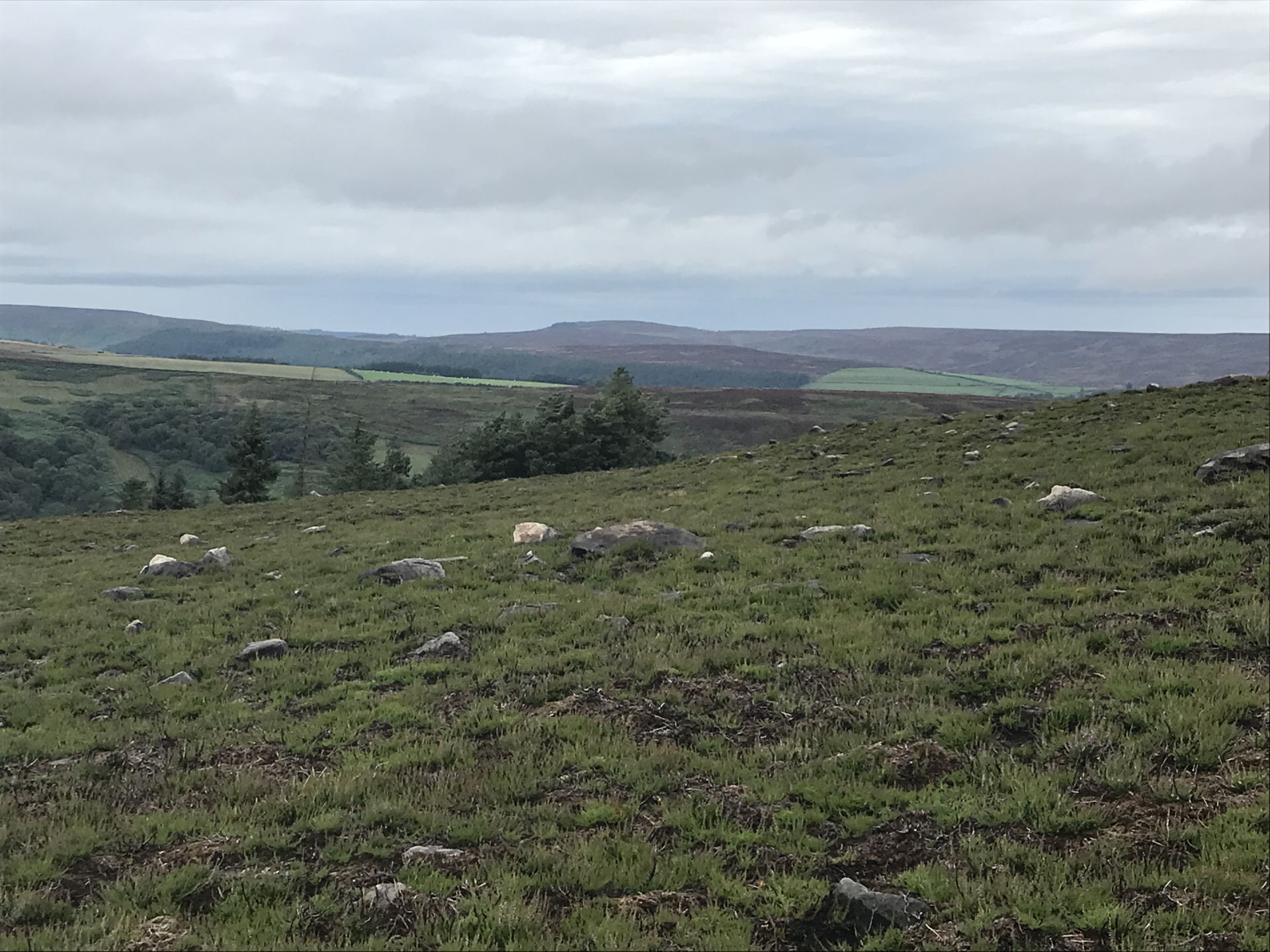 Kildale Moor