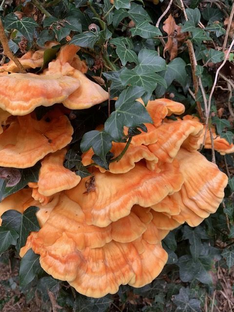 Orange-coloured fungi