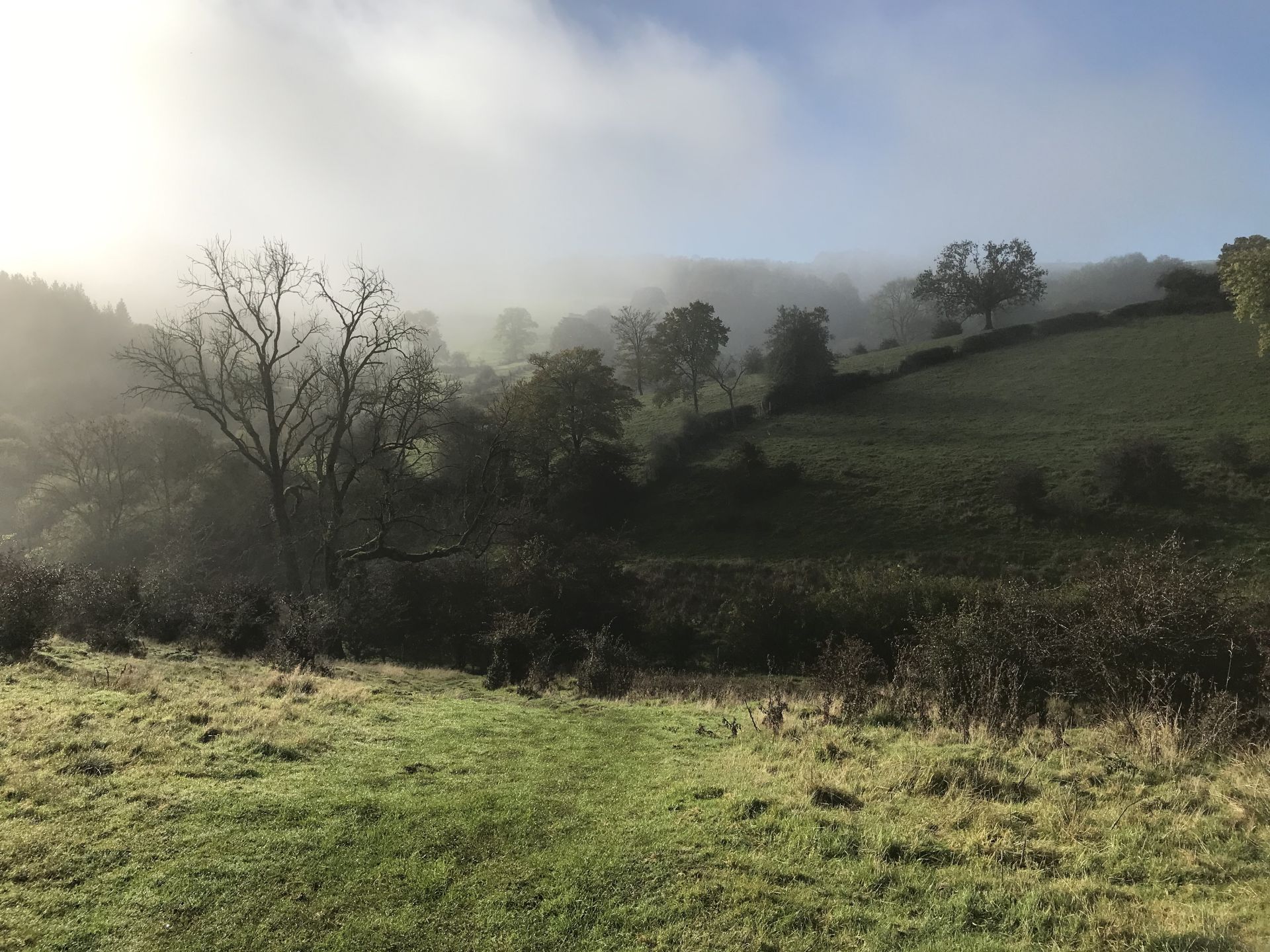 Mist