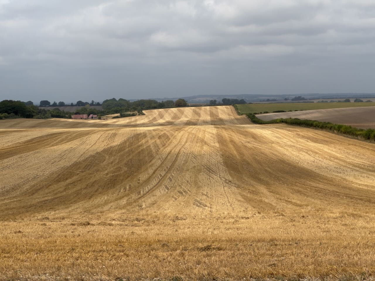 Golden fields