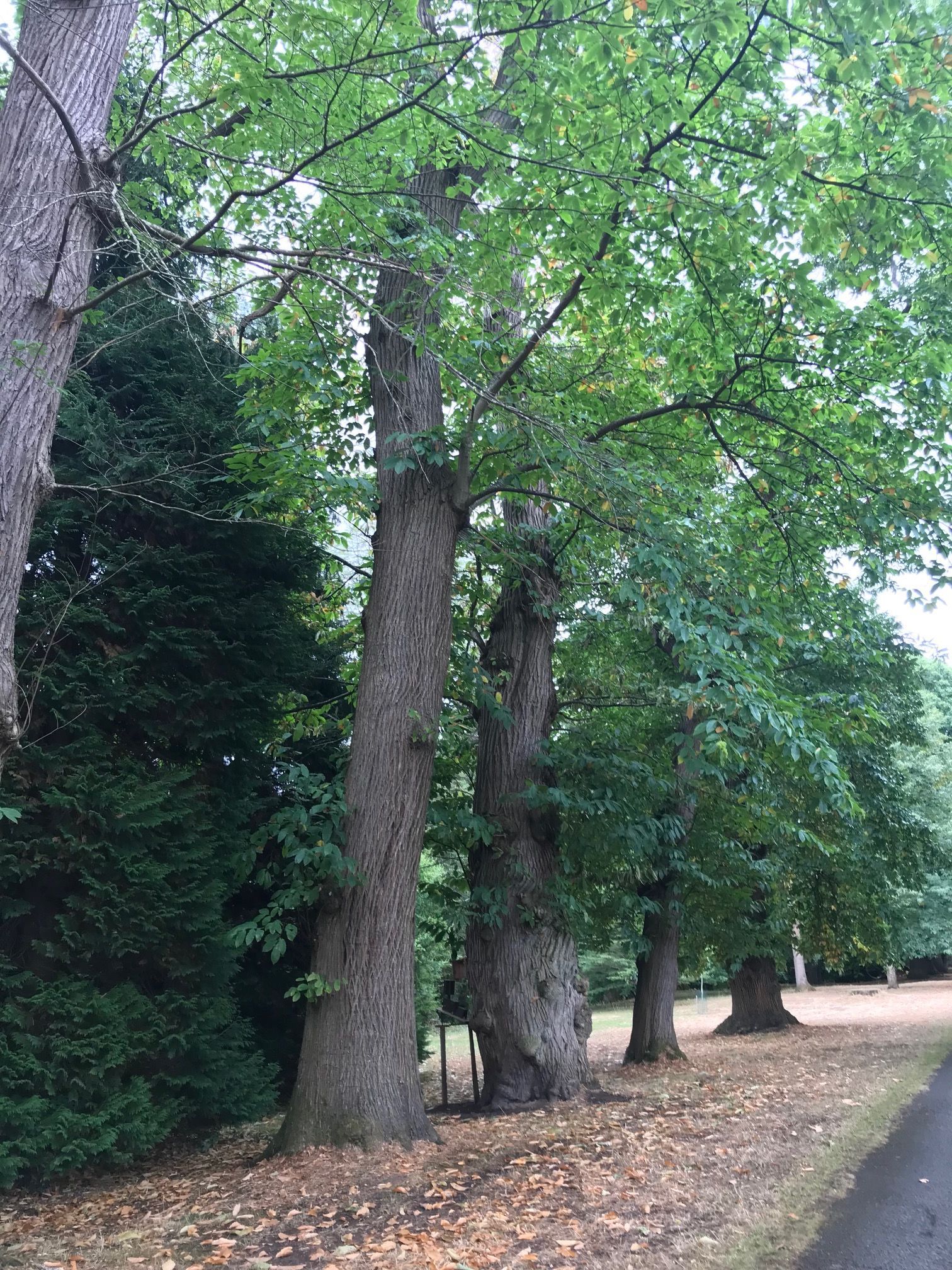 Sweet Chestnuts in the Llanover estate.