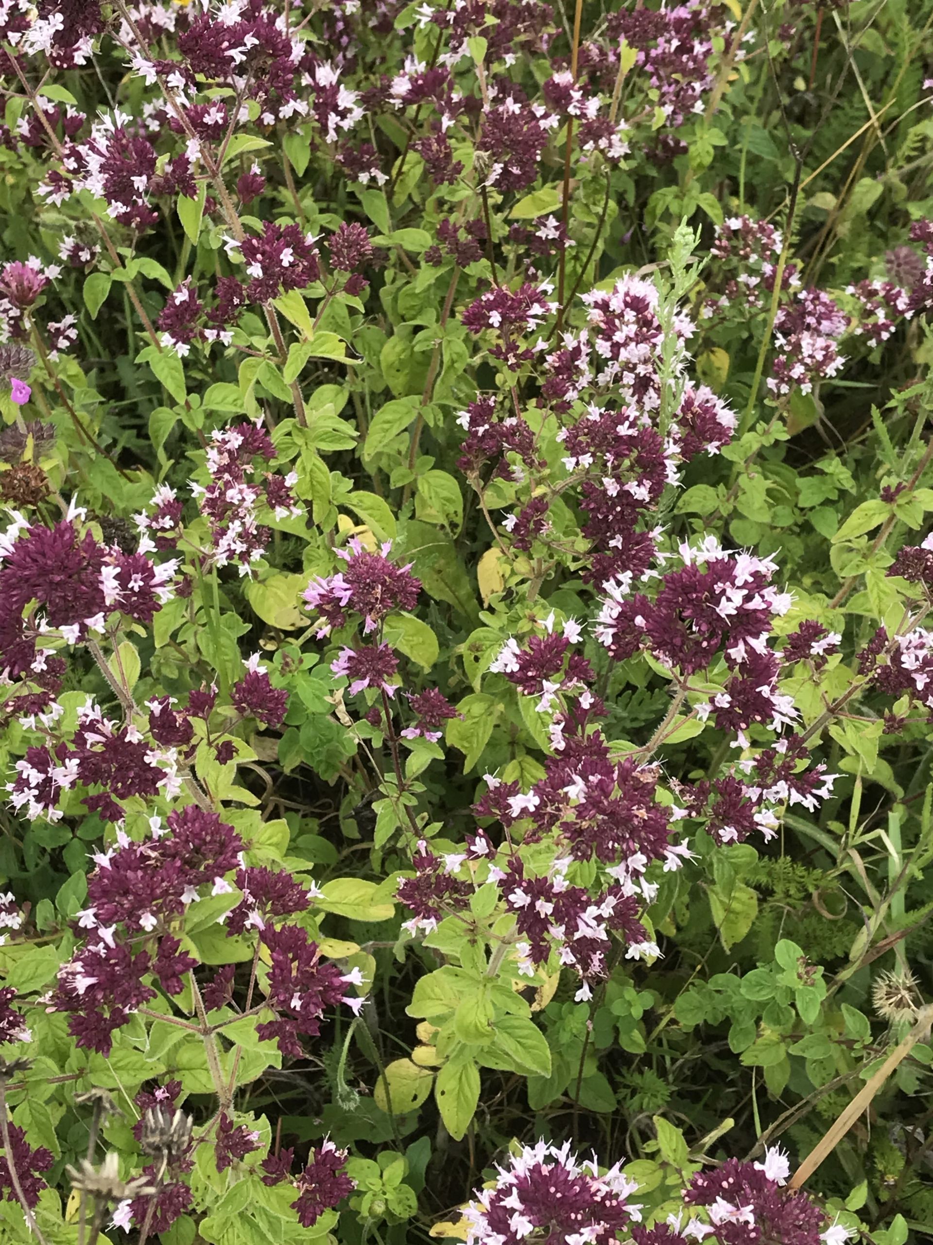 Oregano. Otford