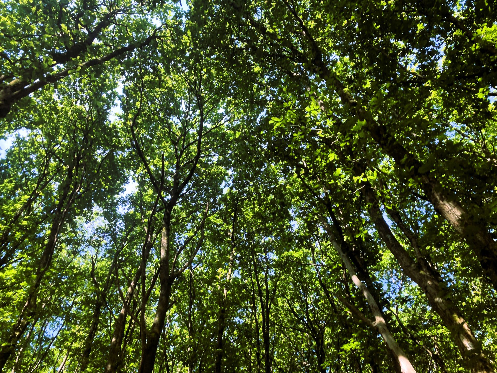 trees