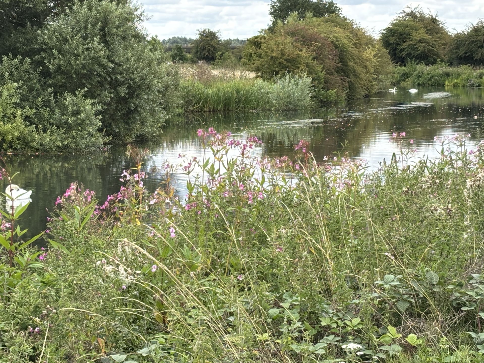 River Lea