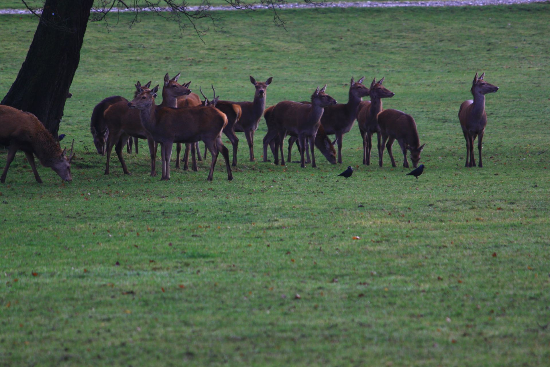 Deer in Chatsworth