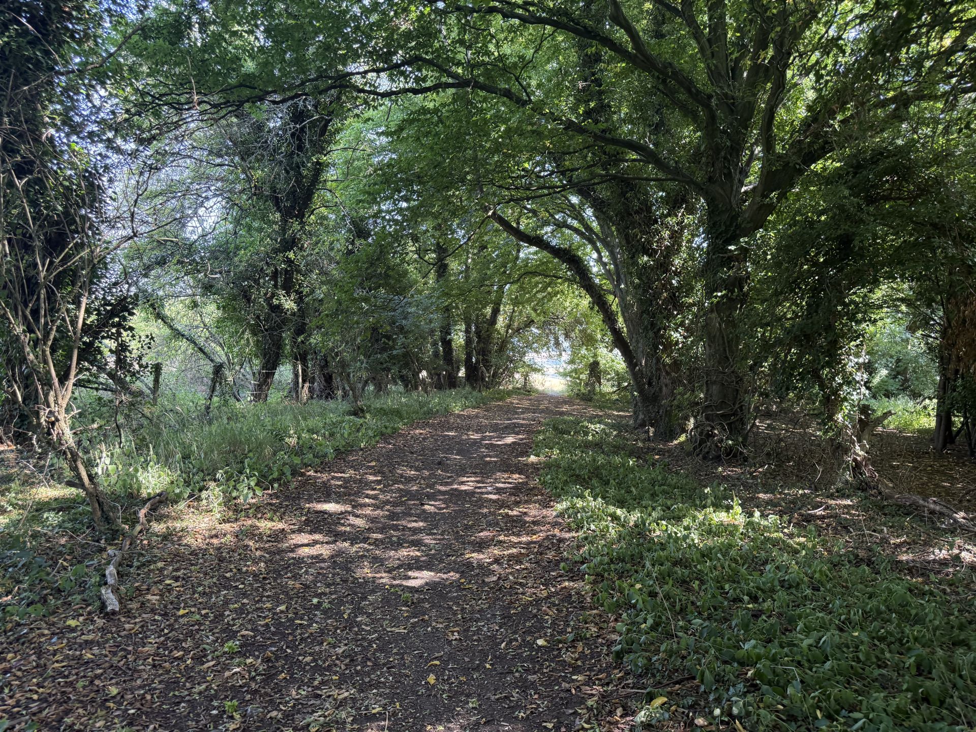 Woodland