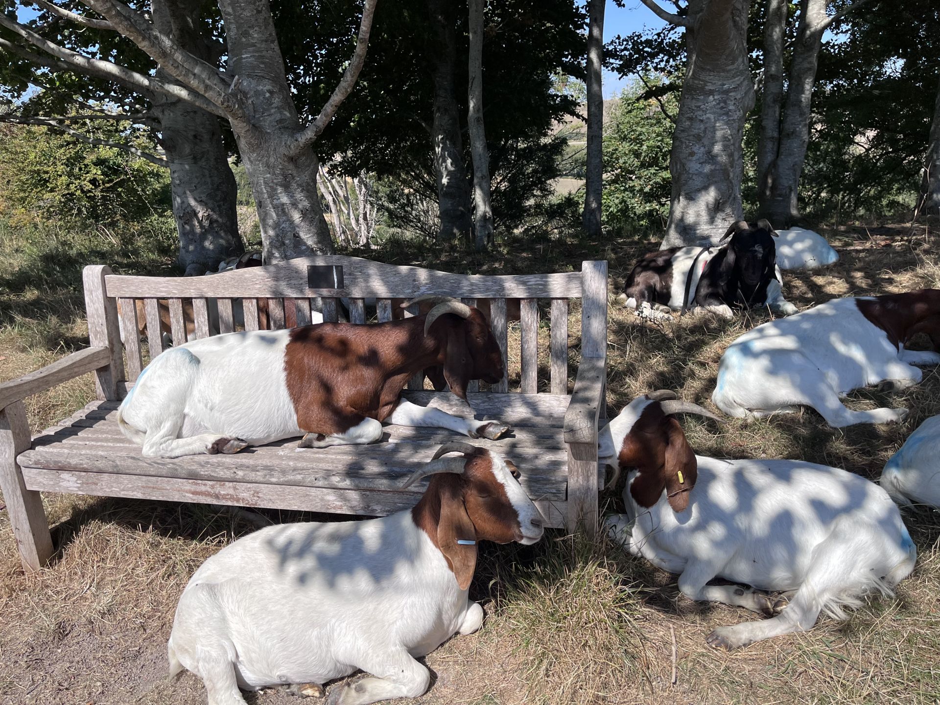 goats