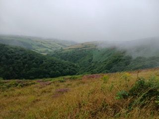 Mist
