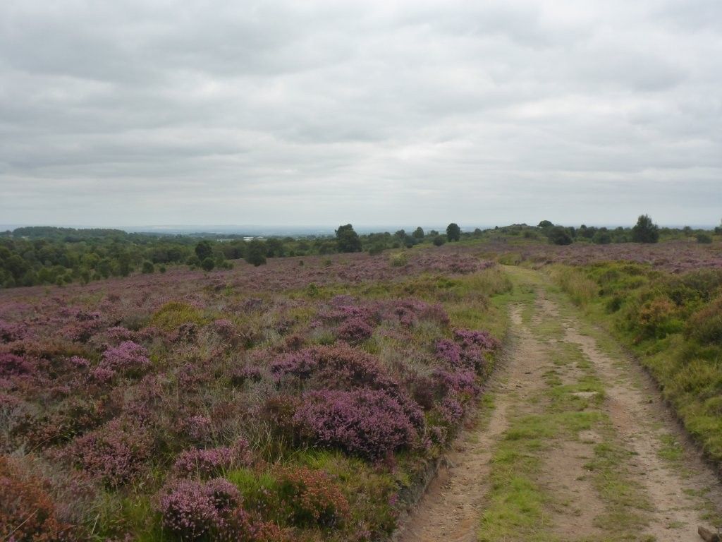 Brimham Moor