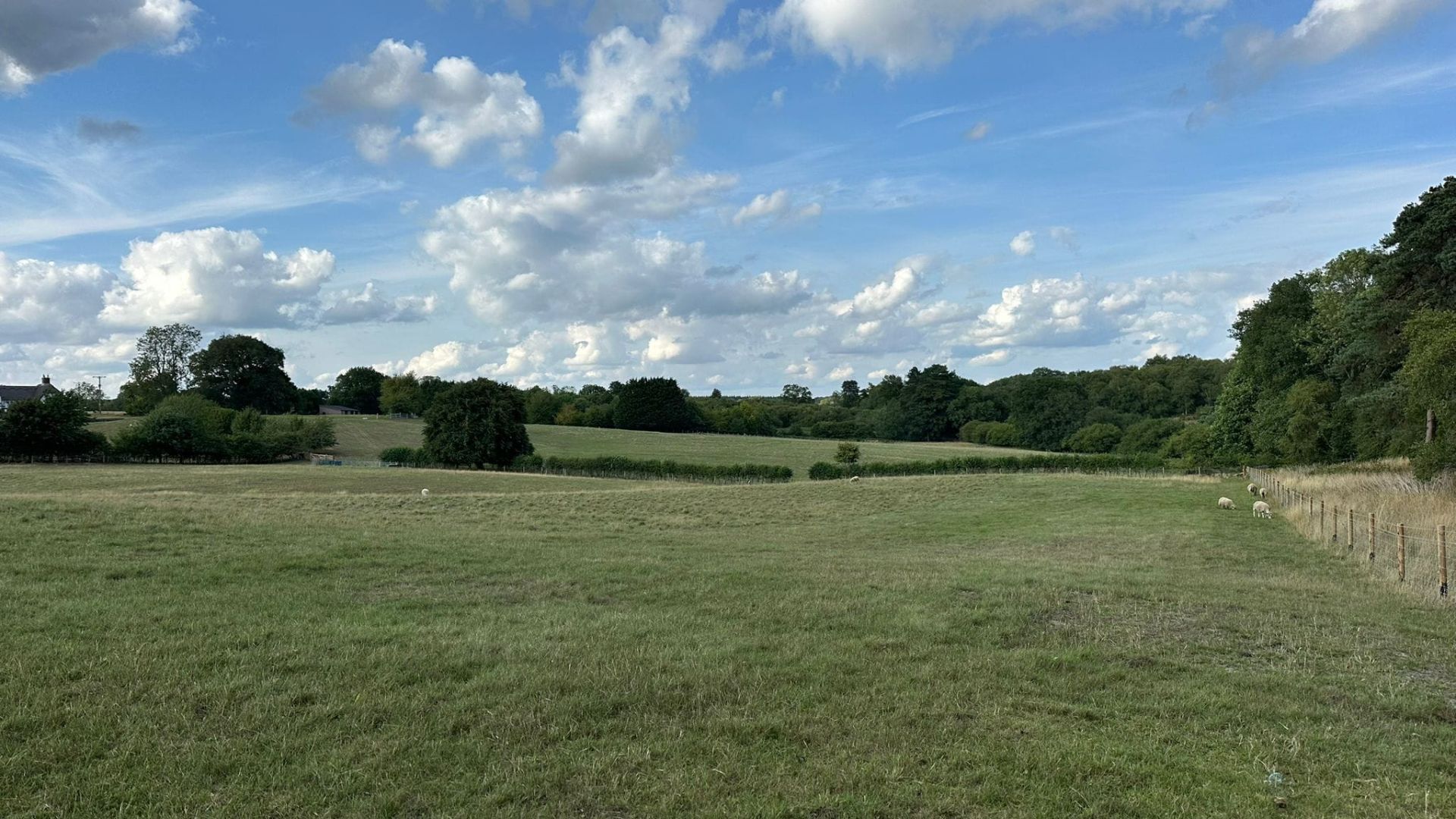 Sheep pasture
