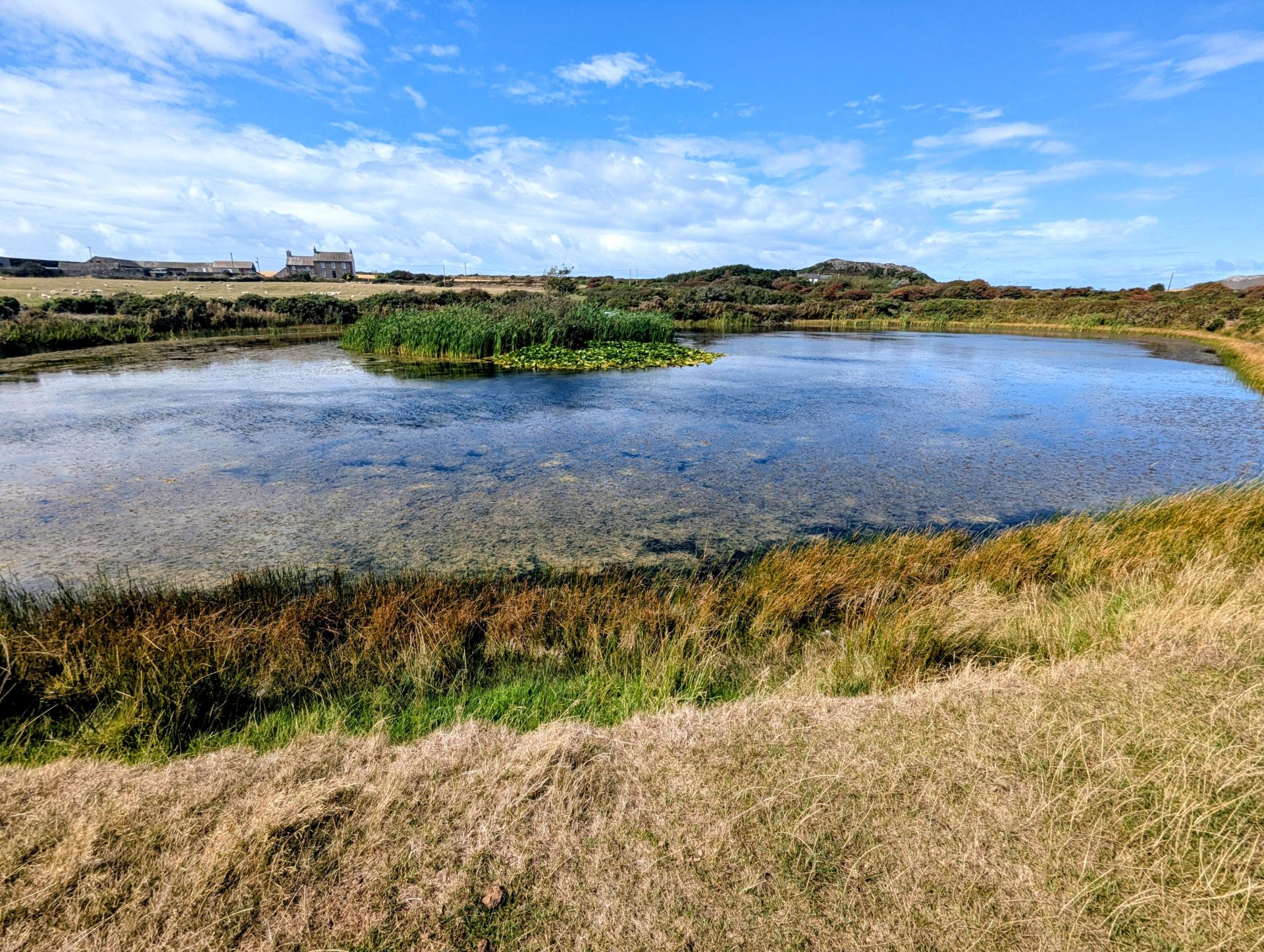Pond