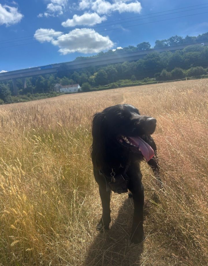 Field and dog