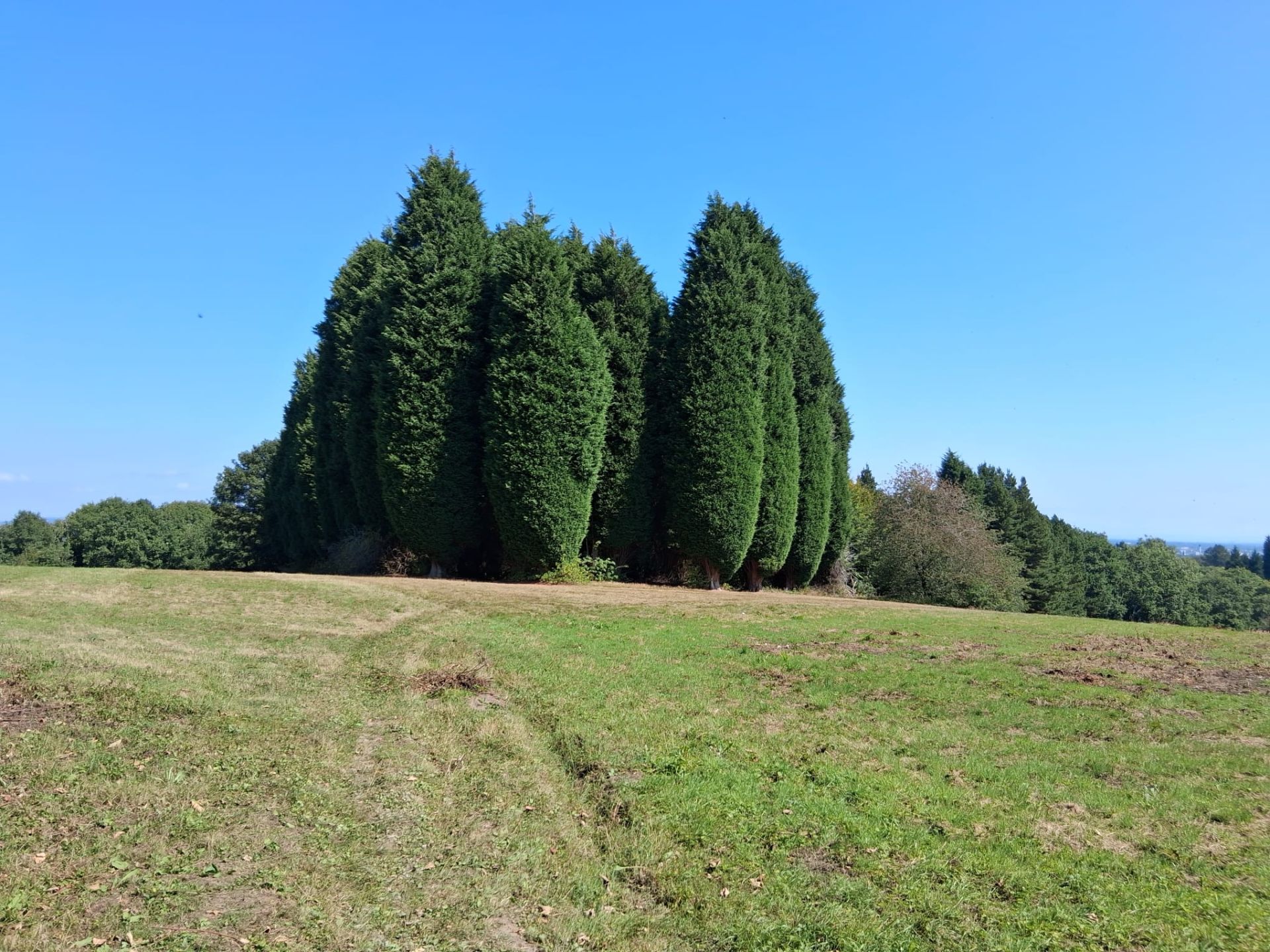 Tall trees on walk.
