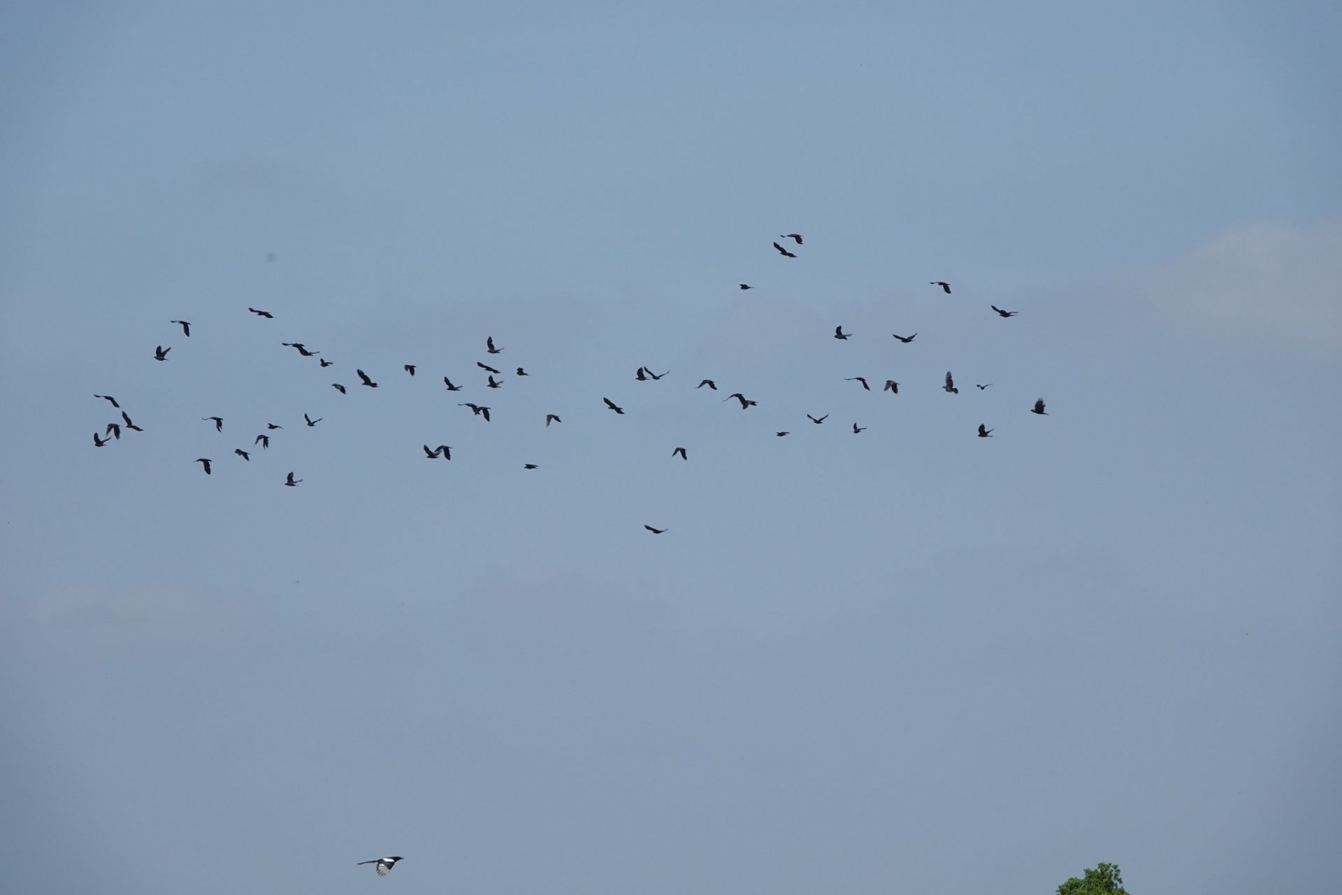 Birds