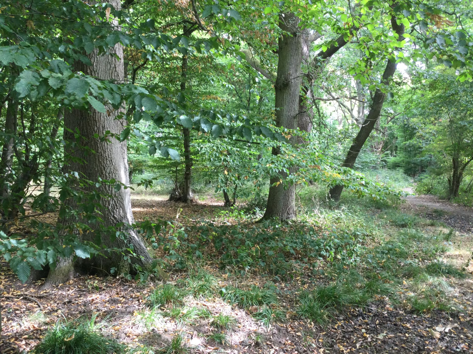 A path through deciduous woodland