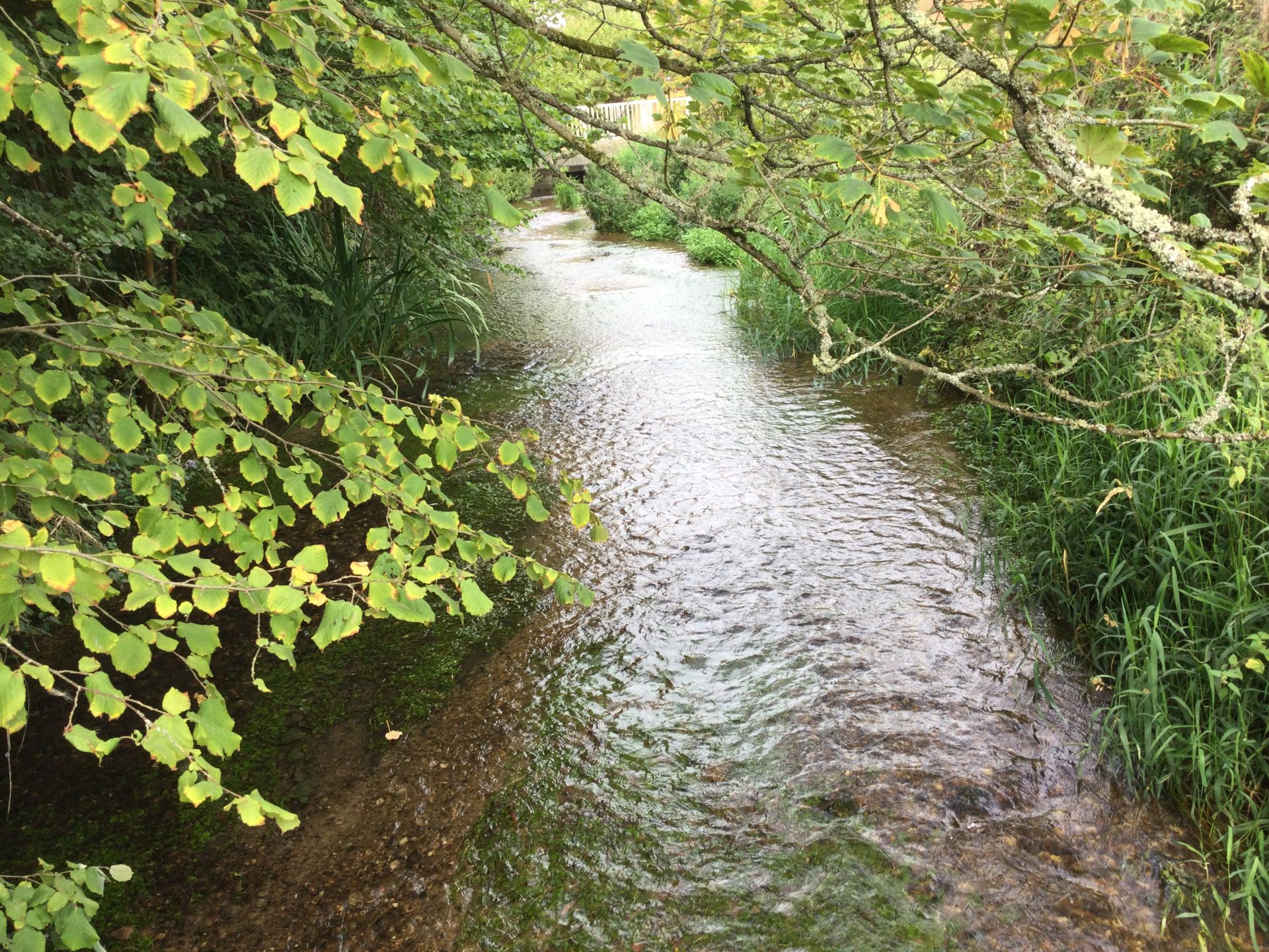A chalk stream