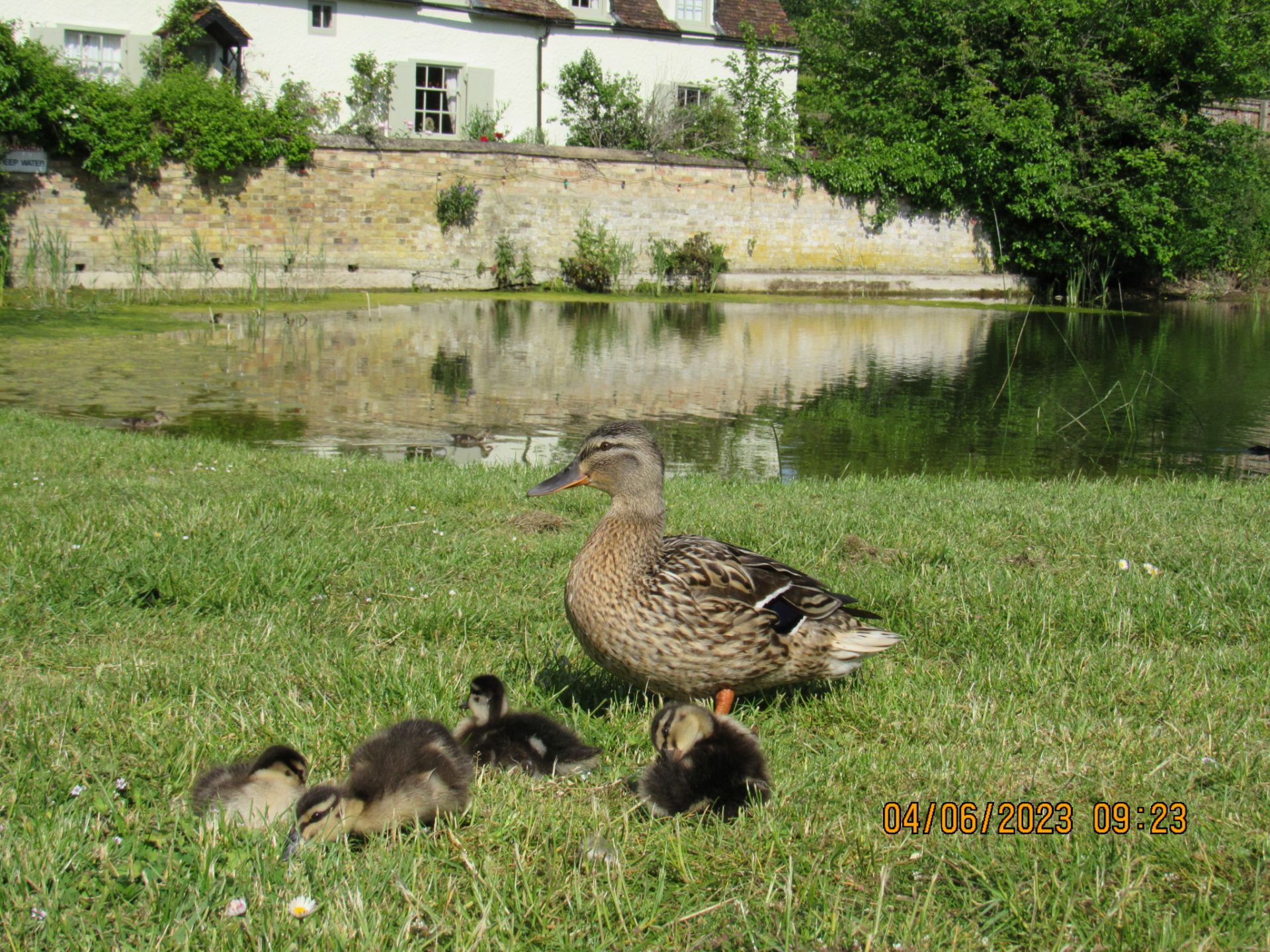 Comberton duck pond